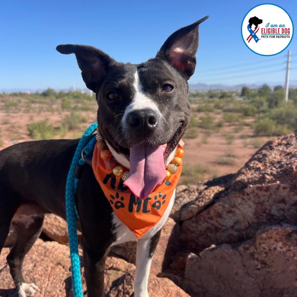 Lychee, a Adoptable Pit Bull Terrier in Apache Junction, AZ image 2/6
