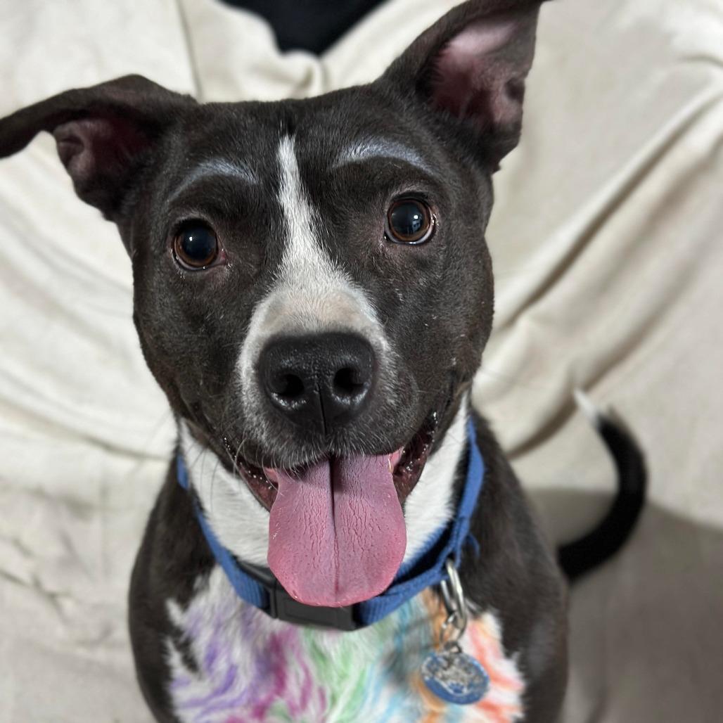 Enlarge Lychee, a Adoptable Pit Bull Terrier in Apache Junction, AZ image 5/6