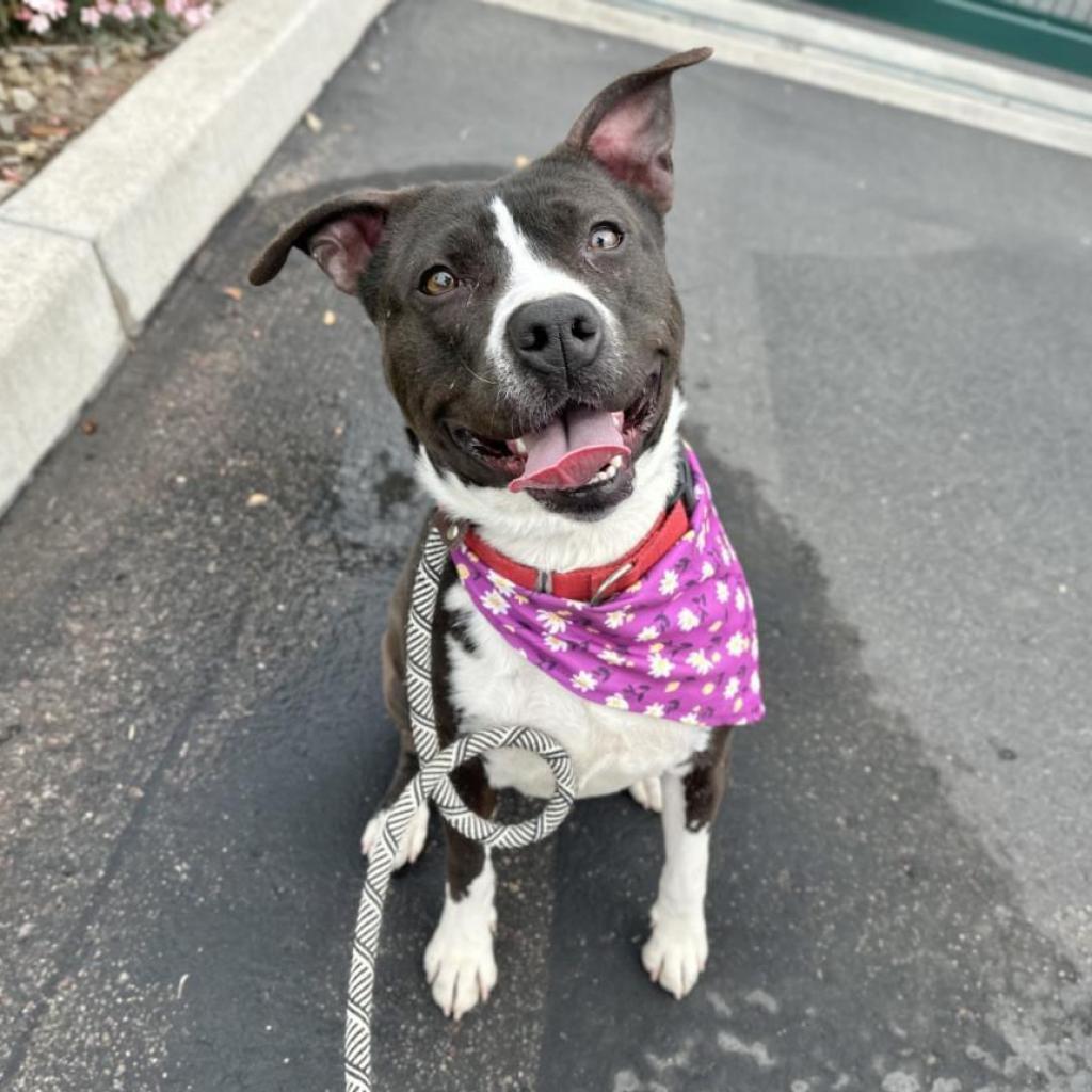 Lychee, a Adoptable Pit Bull Terrier in Apache Junction, AZ image 4/6