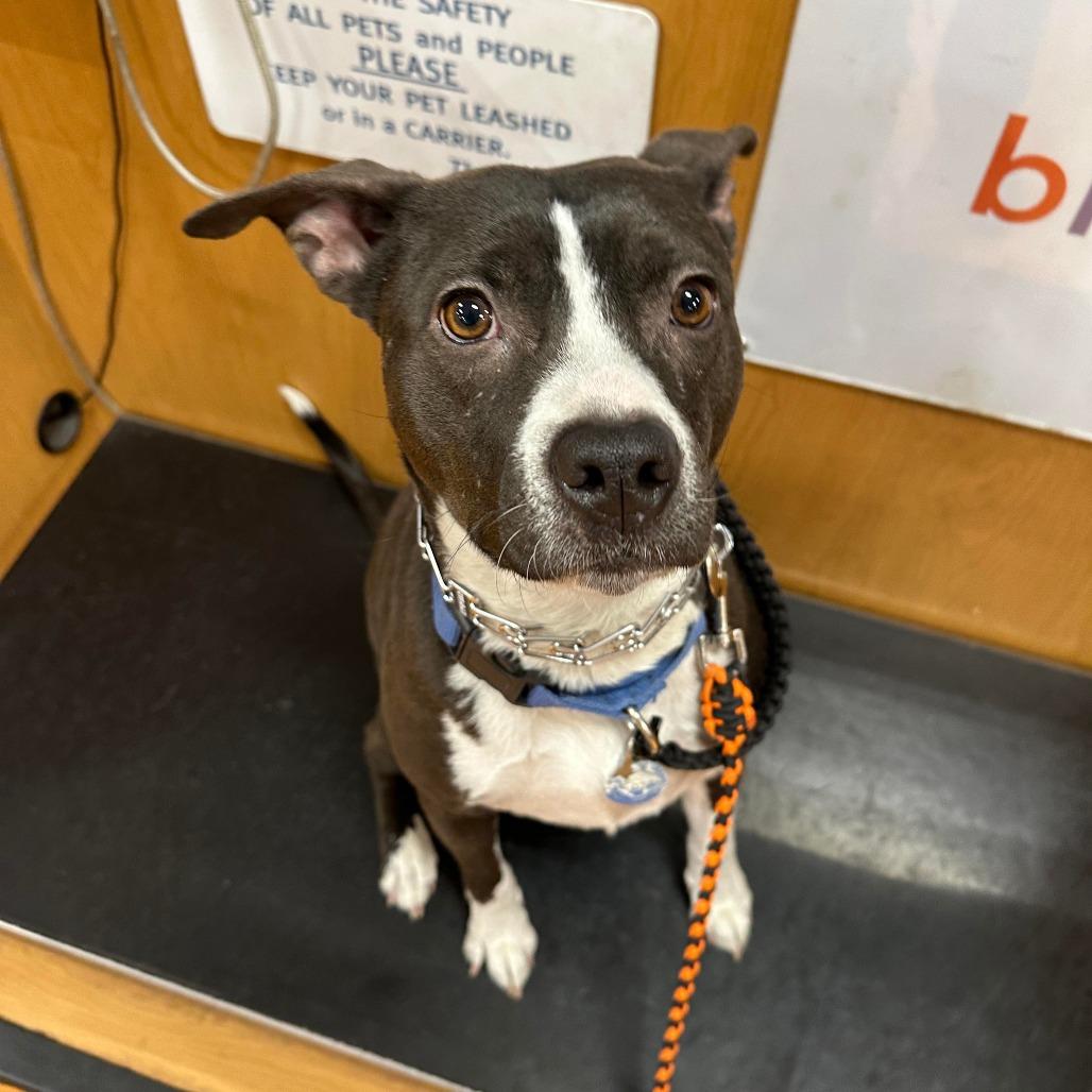 Lychee, a Adoptable Pit Bull Terrier in Apache Junction, AZ image 5/6