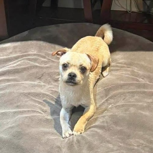 Enlarge Pickles, a ADOPTABLE mixed breed in Yaphank, NY image 2/4
