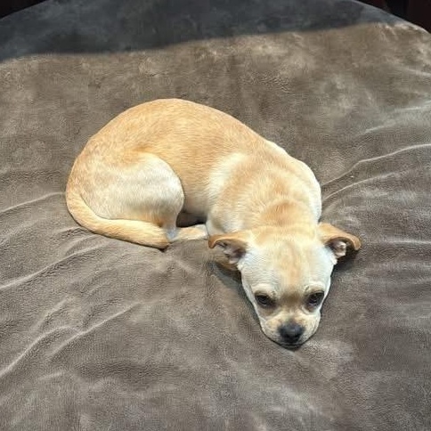 Enlarge Pickles, a ADOPTABLE mixed breed in Yaphank, NY image 3/4