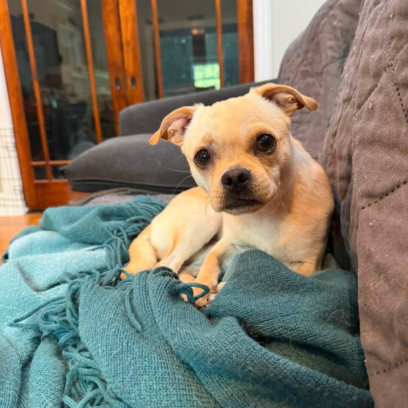 Pickles, ADOPTABLE, Puppy Male Pug.