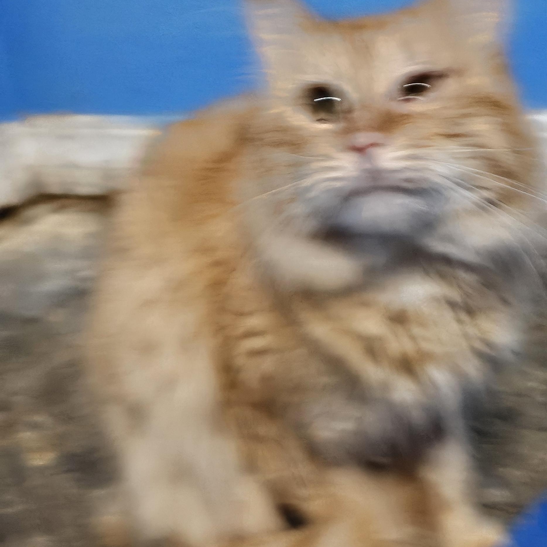 Sonny Boy, Adopted, Adult Male Norwegian Forest Cat & Maine Coon.