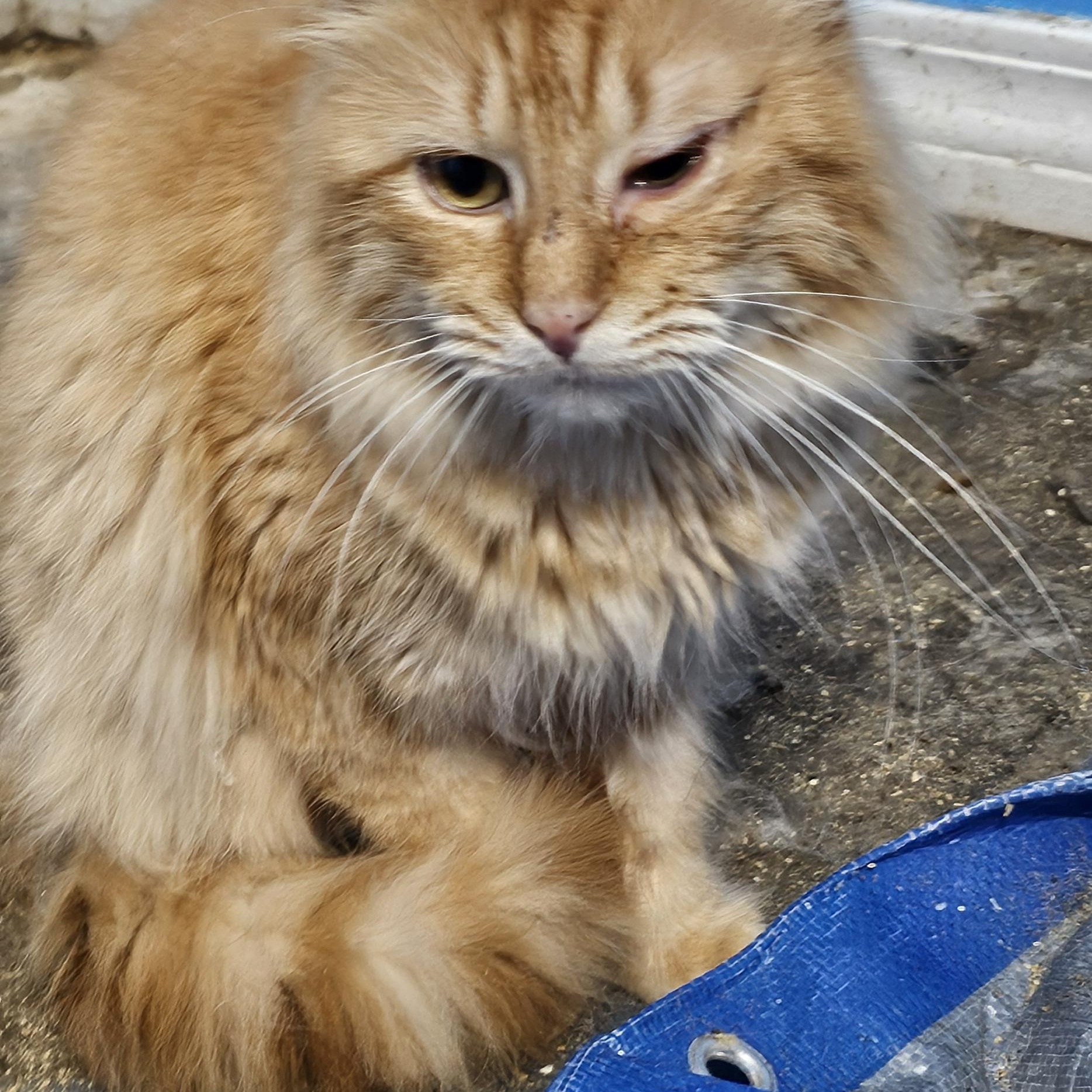 Enlarge Sonny Boy, a Adopted mixed breed in Mooresville , IN image 2/2