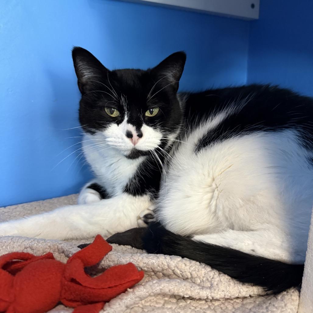 Piper Stream, Adoptable, Adult Female Domestic Short Hair.