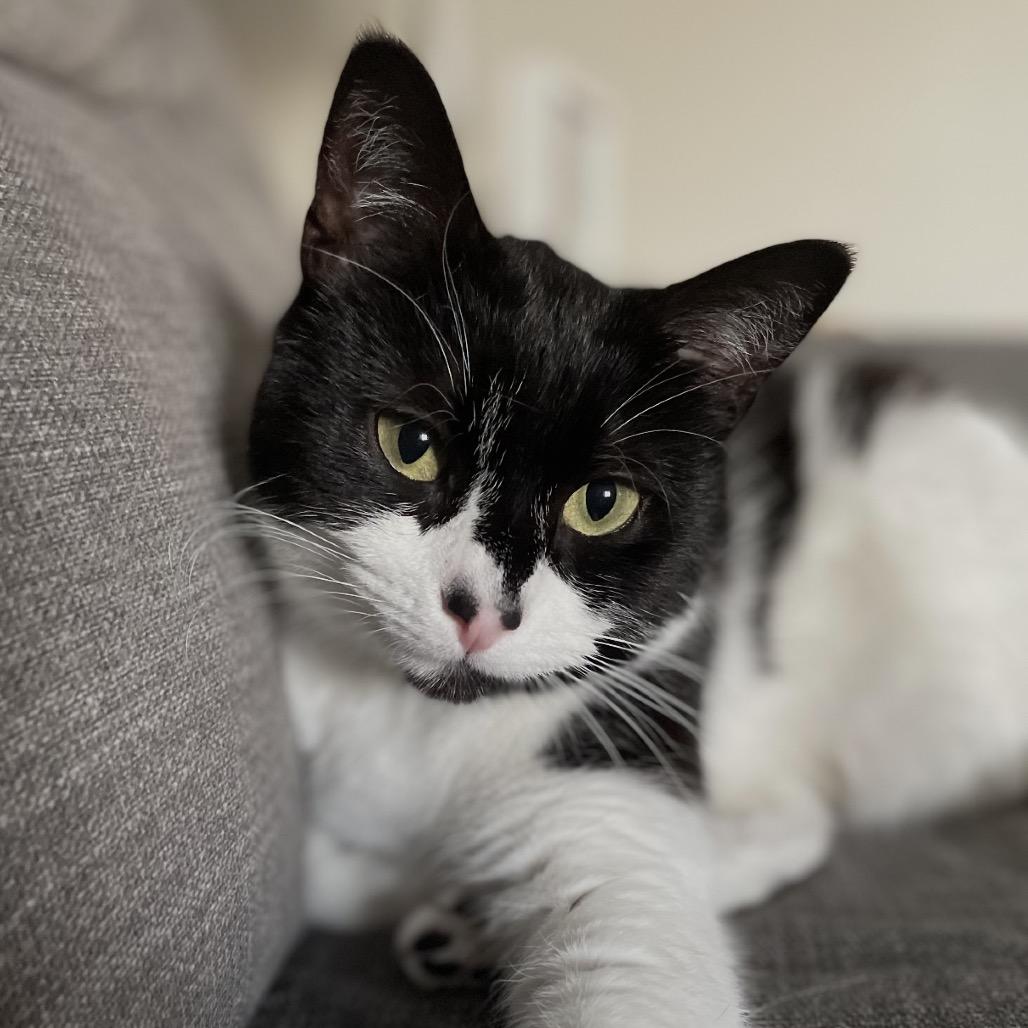 Piper Stream, Adoptable, Adult Female Domestic Short Hair.