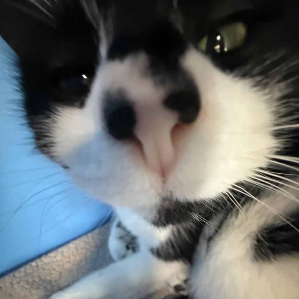 Enlarge Piper Stream, a Adoptable Domestic Short Hair in Mankato, MN image 3/3