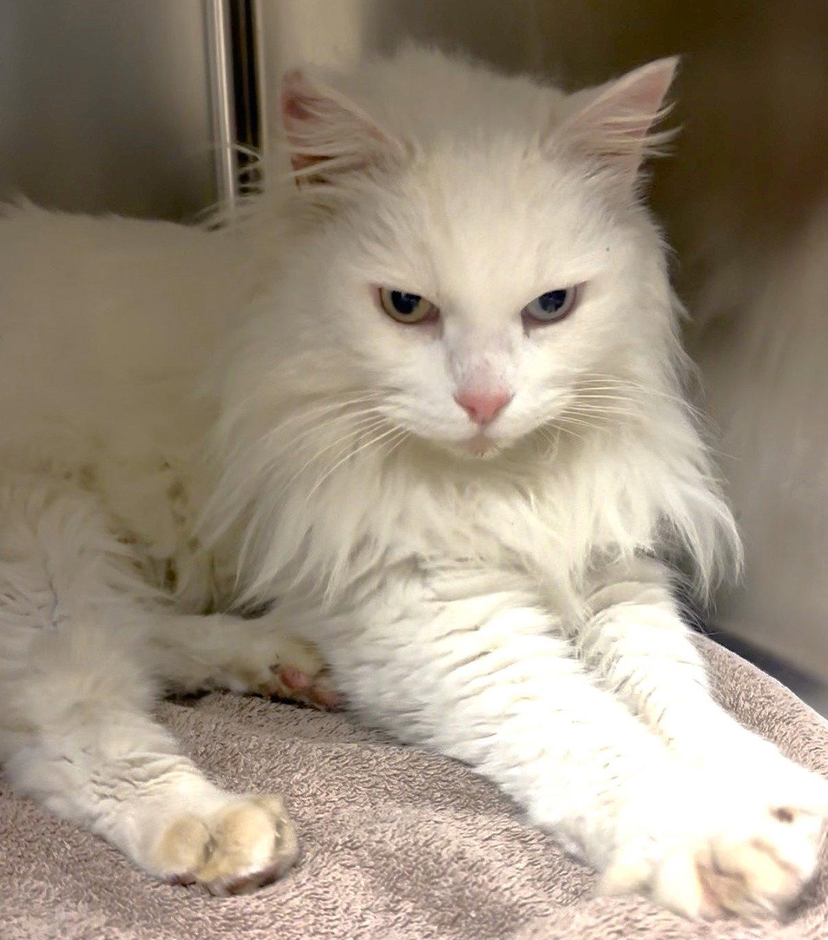 Enlarge Bowie, a Adoptable Domestic Long Hair in Oakland, CA image 1/2