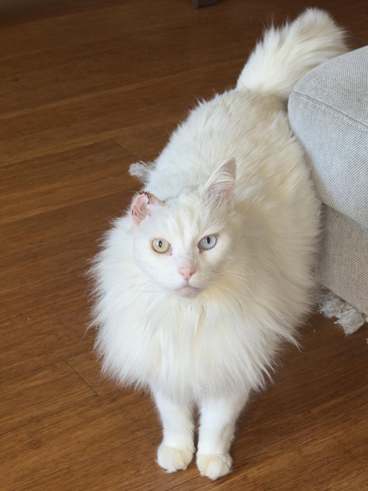 Enlarge Bowie, a Adoptable Domestic Long Hair in Oakland, CA image 2/2