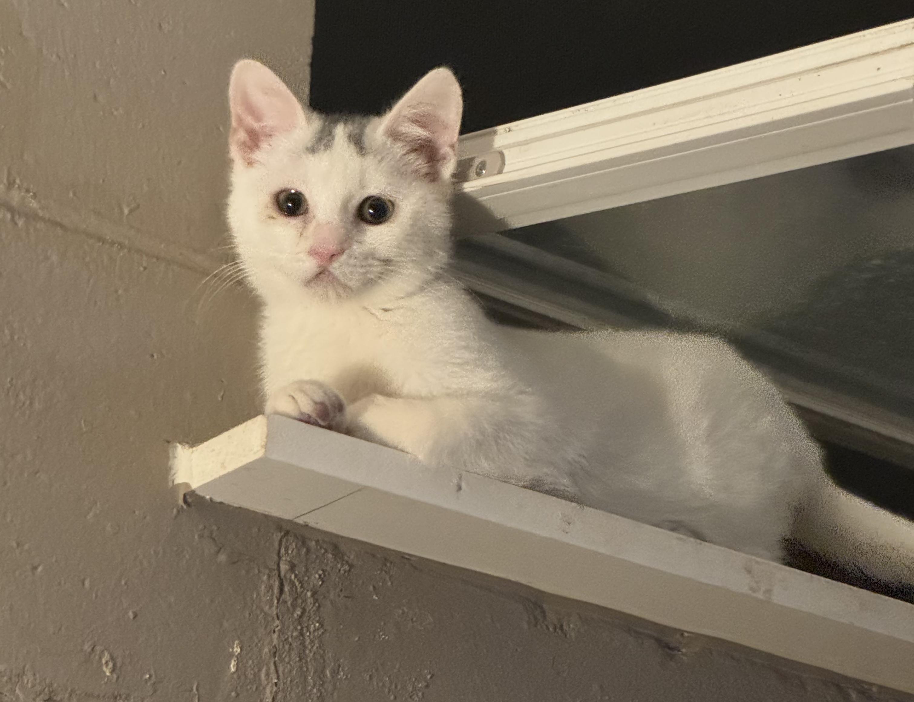Enlarge Lenny, a ADOPTABLE Domestic Short Hair in Greenwood, IN image 1/1