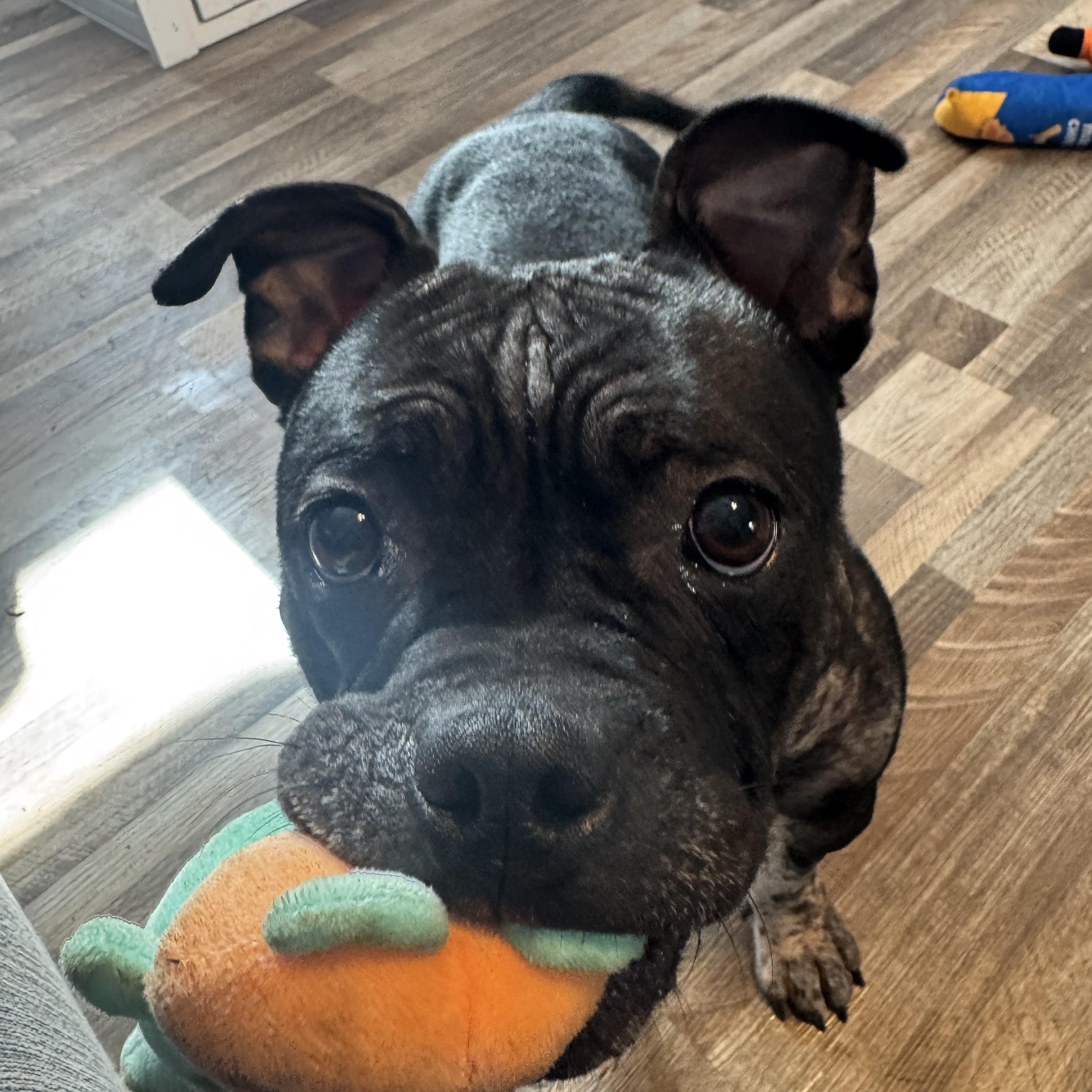 Enlarge Dumpling , a ADOPTABLE mixed breed in Darien Center, NY image 4/4