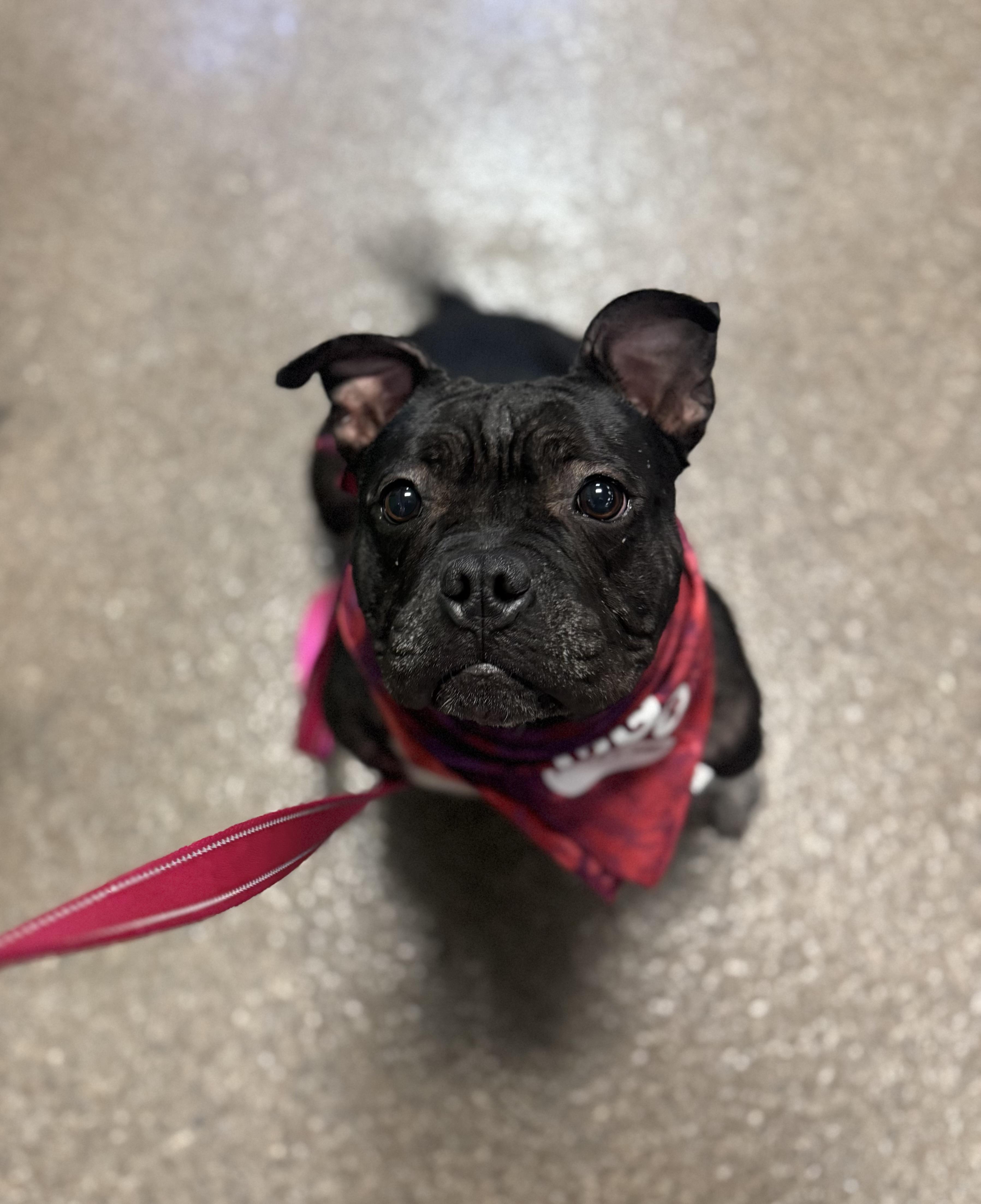 Enlarge Dumpling , a ADOPTABLE mixed breed in Darien Center, NY image 2/4
