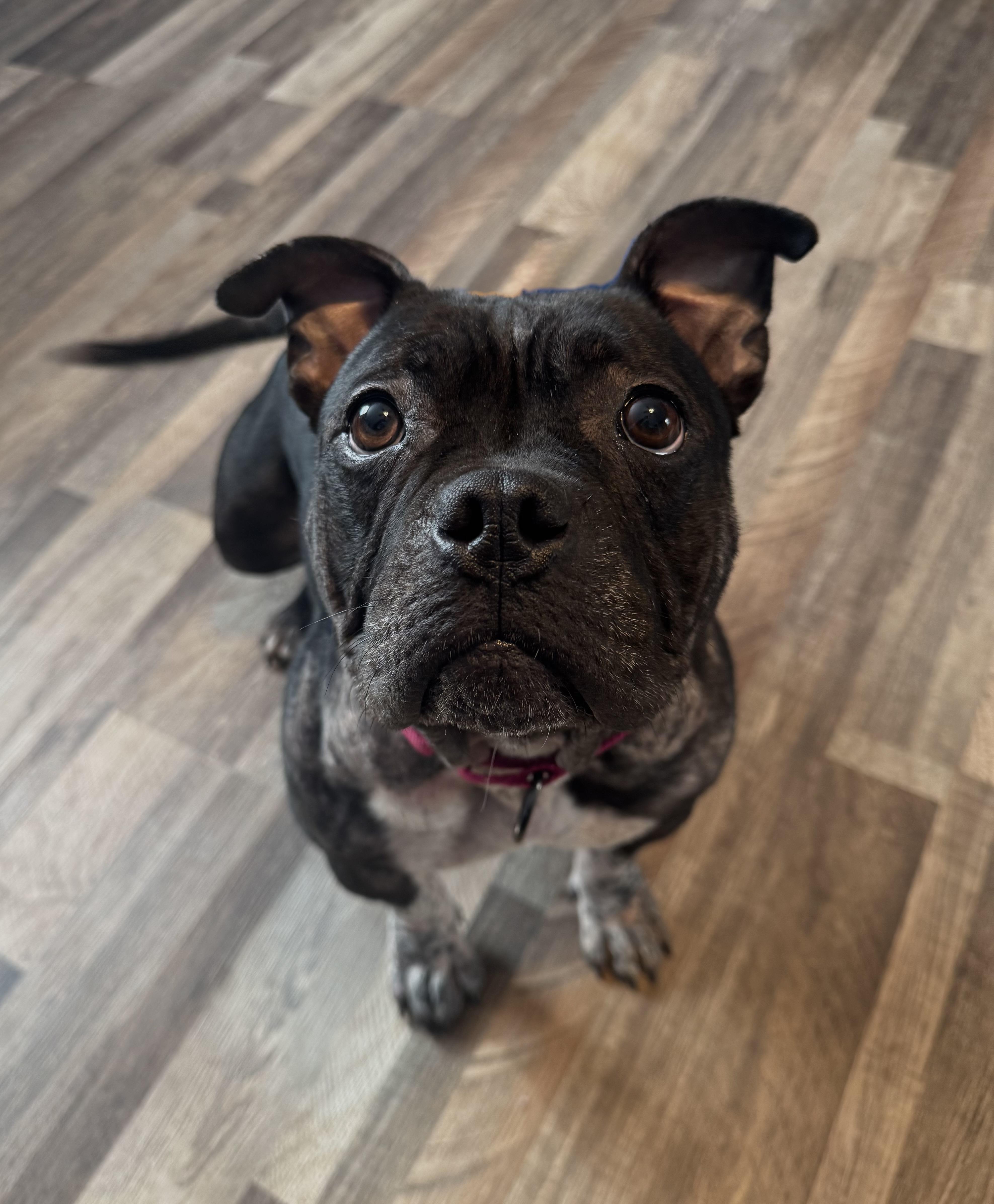 Enlarge Dumpling , a ADOPTABLE mixed breed in Darien Center, NY image 1/4