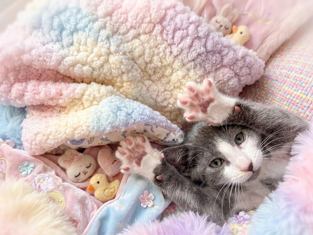 Pesto, a ADOPTABLE Domestic Short Hair in Sedalia, CO image 1/3