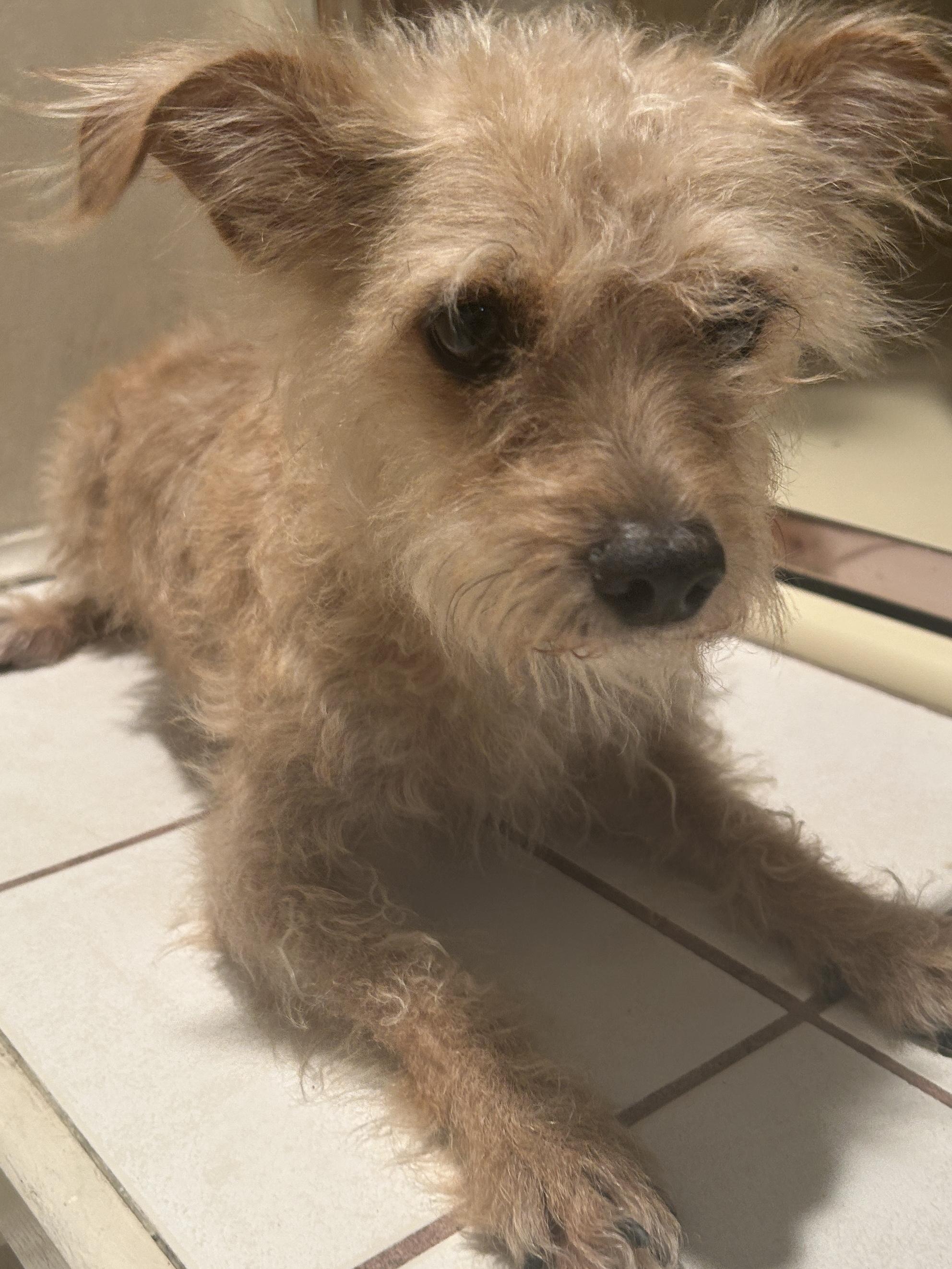 Enlarge TORI, a ADOPTABLE mixed breed in El Cajon, CA image 2/6