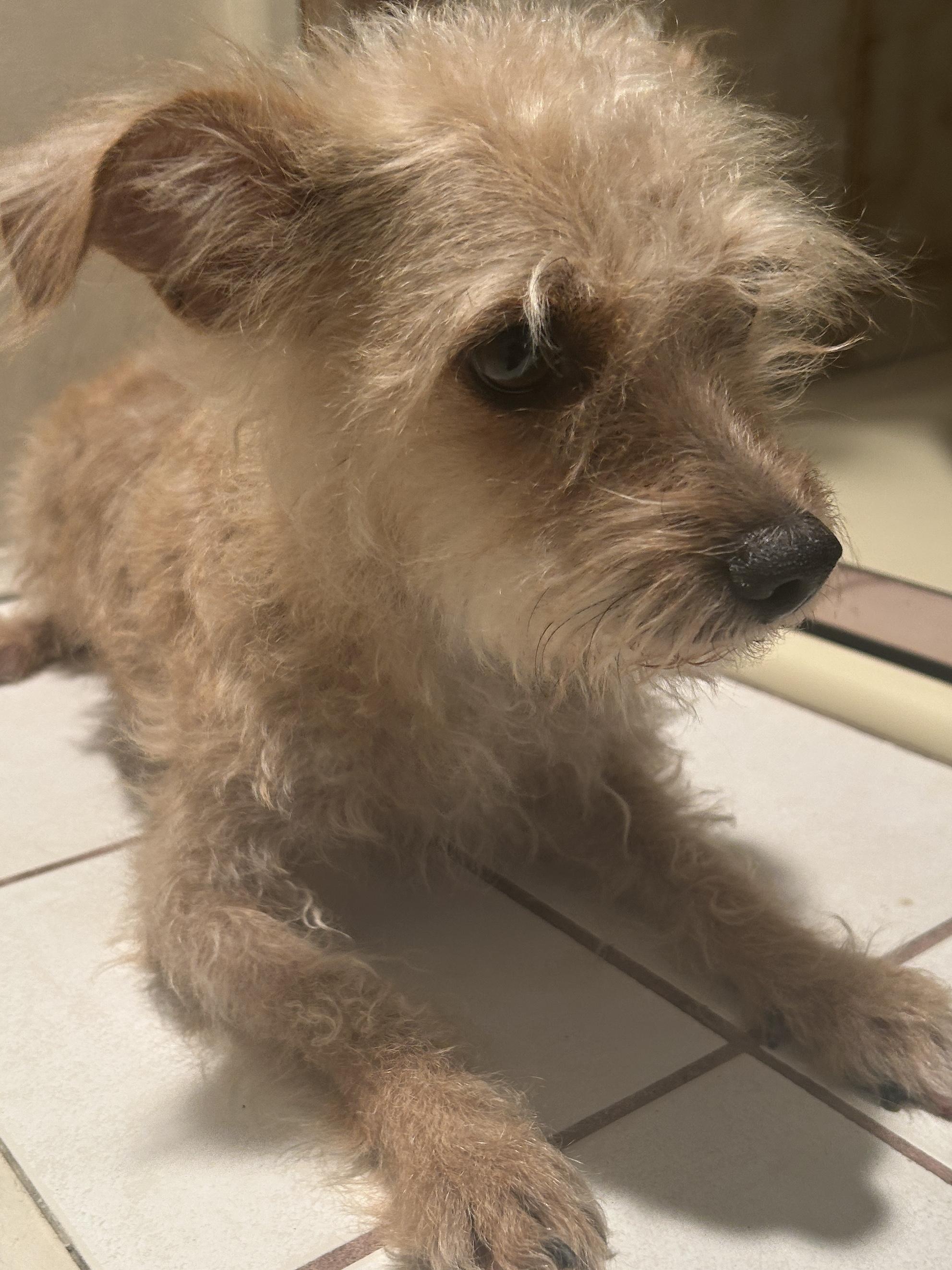 Enlarge TORI, a ADOPTABLE mixed breed in El Cajon, CA image 4/6