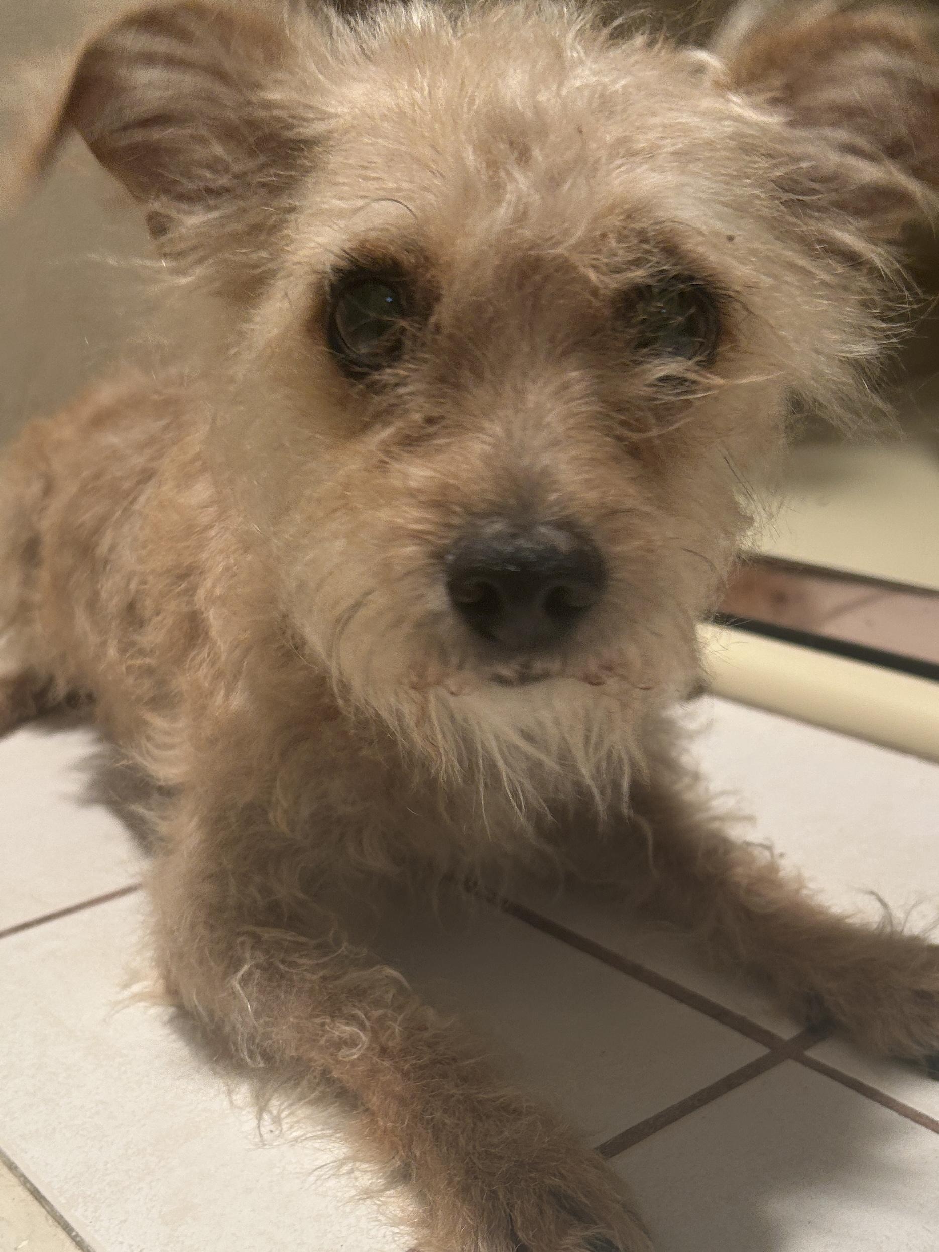 Enlarge TORI, a ADOPTABLE mixed breed in El Cajon, CA image 6/6