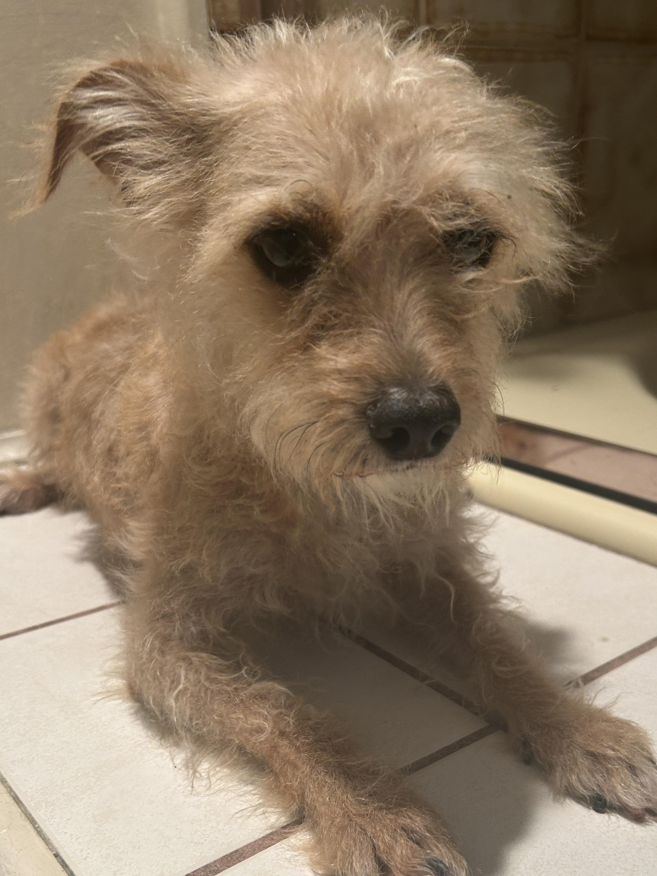 Enlarge TORI, a ADOPTABLE mixed breed in El Cajon, CA image 5/6