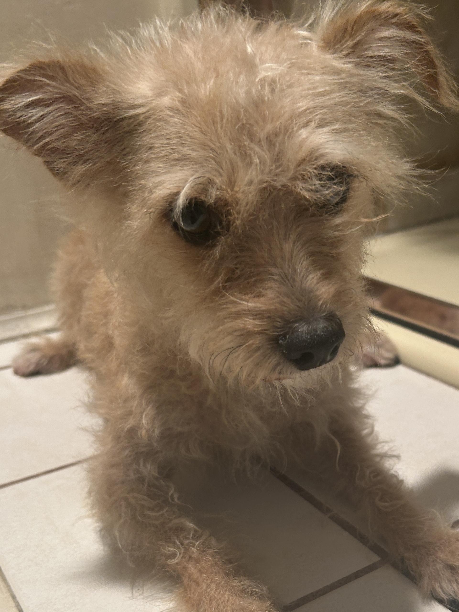Enlarge TORI, a ADOPTABLE mixed breed in El Cajon, CA image 3/6