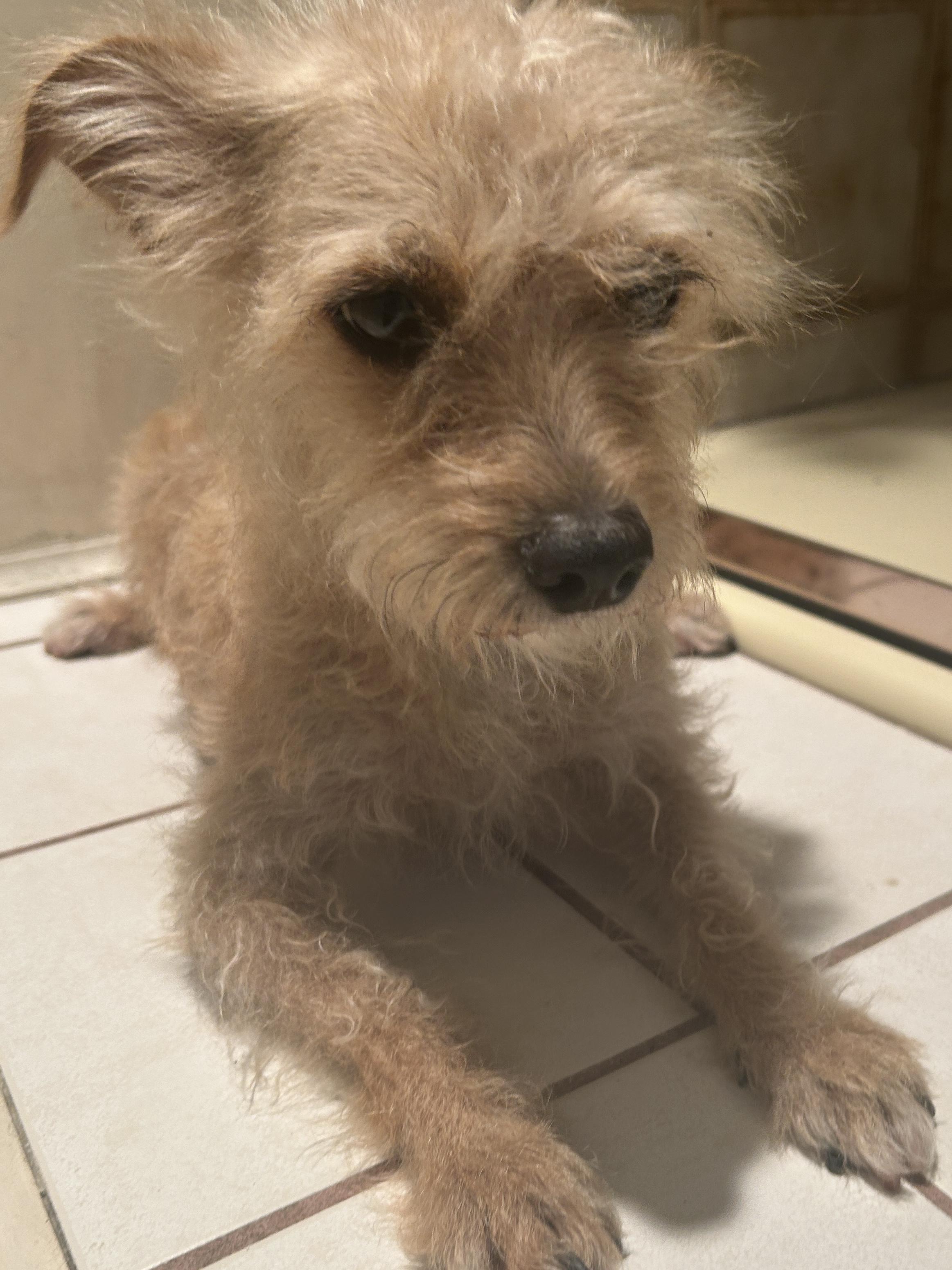 Enlarge TORI, a ADOPTABLE mixed breed in El Cajon, CA image 1/6