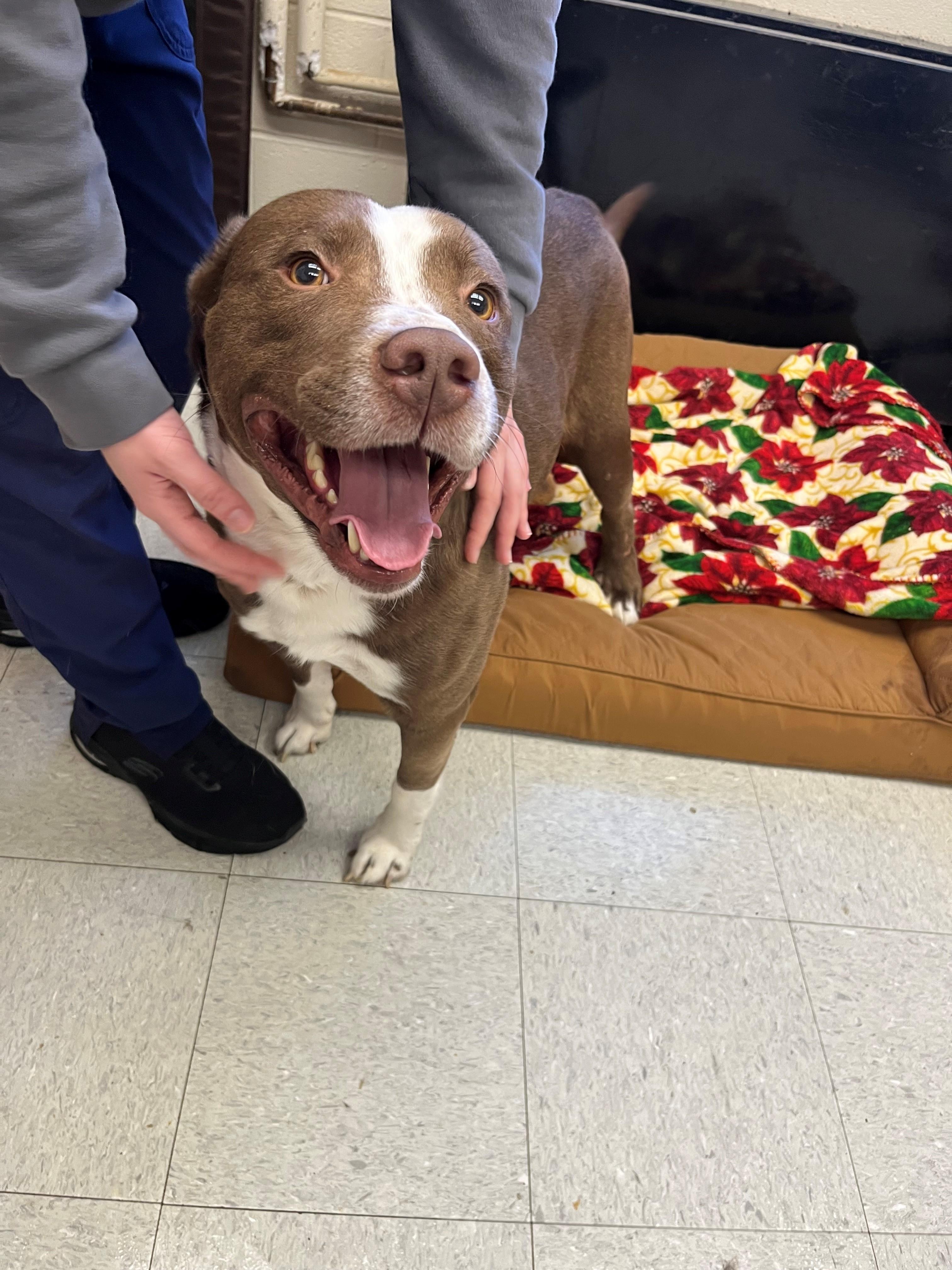 Enlarge Olin, a Adoptable mixed breed in Oakland, MD image 3/5