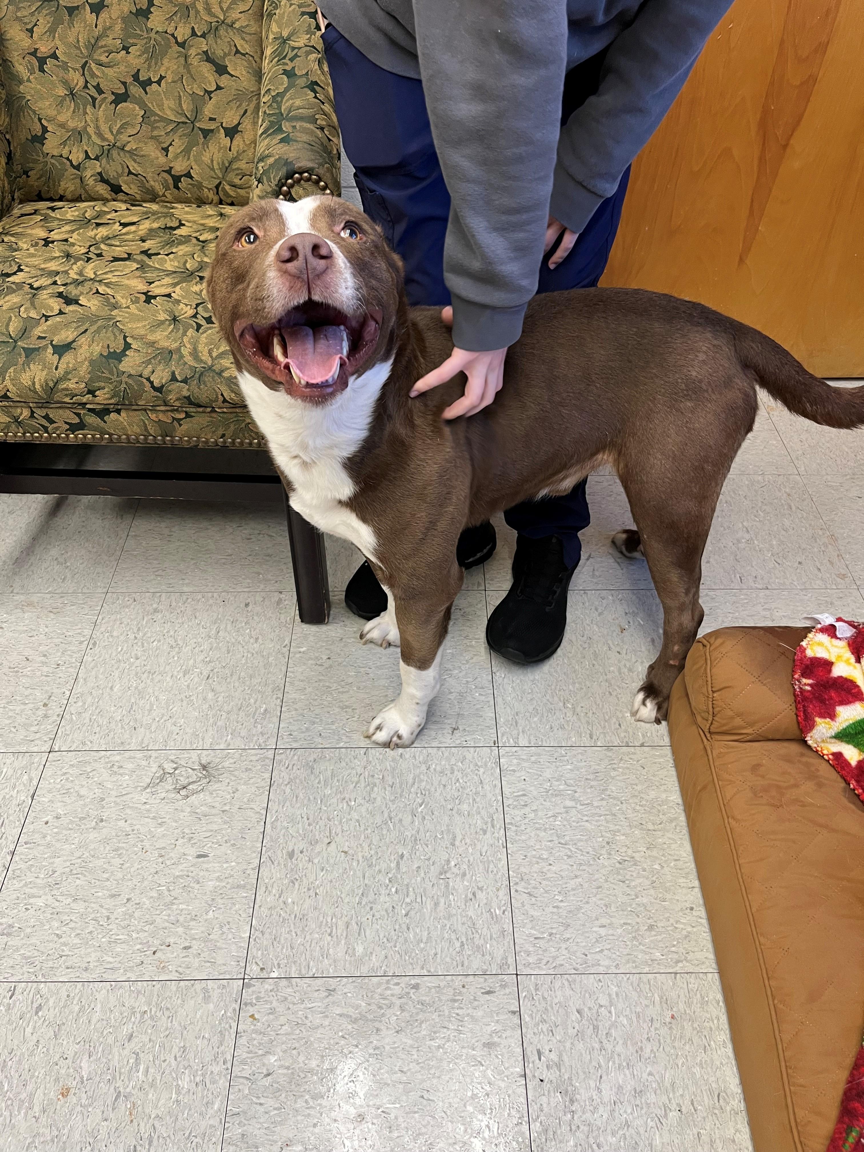 Enlarge Olin, a Adoptable mixed breed in Oakland, MD image 1/5