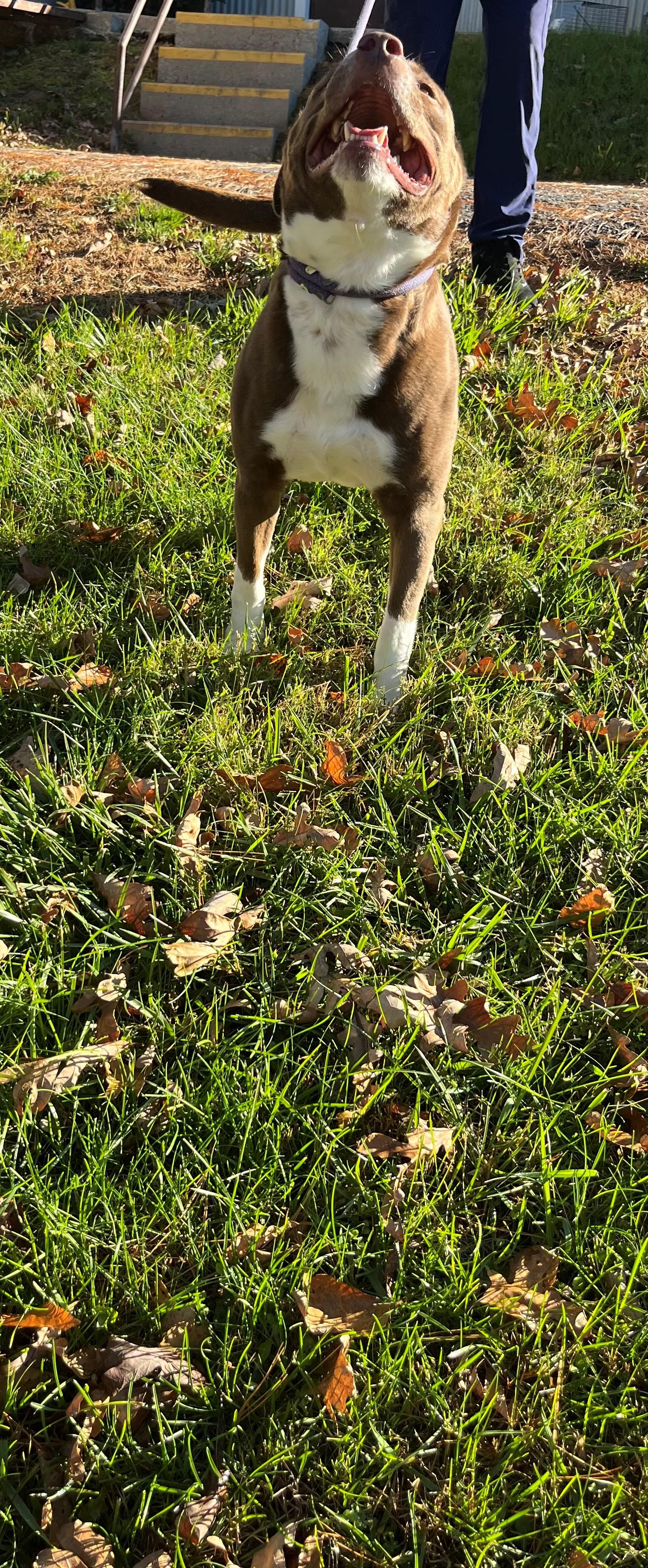 Enlarge Olin, a Adoptable mixed breed in Oakland, MD image 4/5
