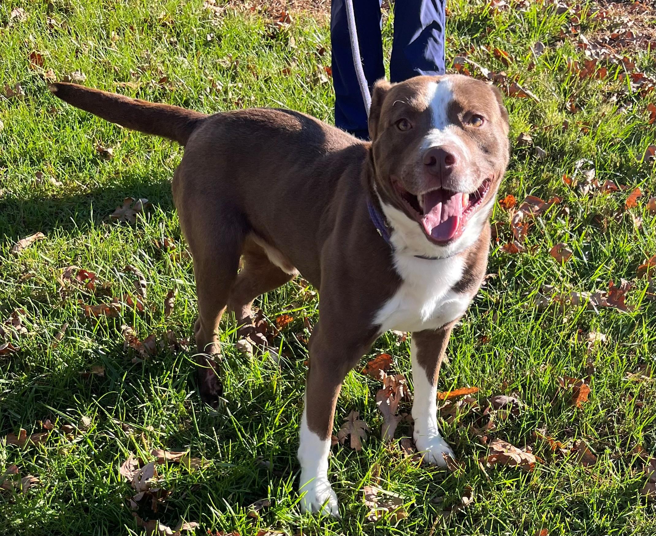 Enlarge Olin, a Adoptable mixed breed in Oakland, MD image 2/5