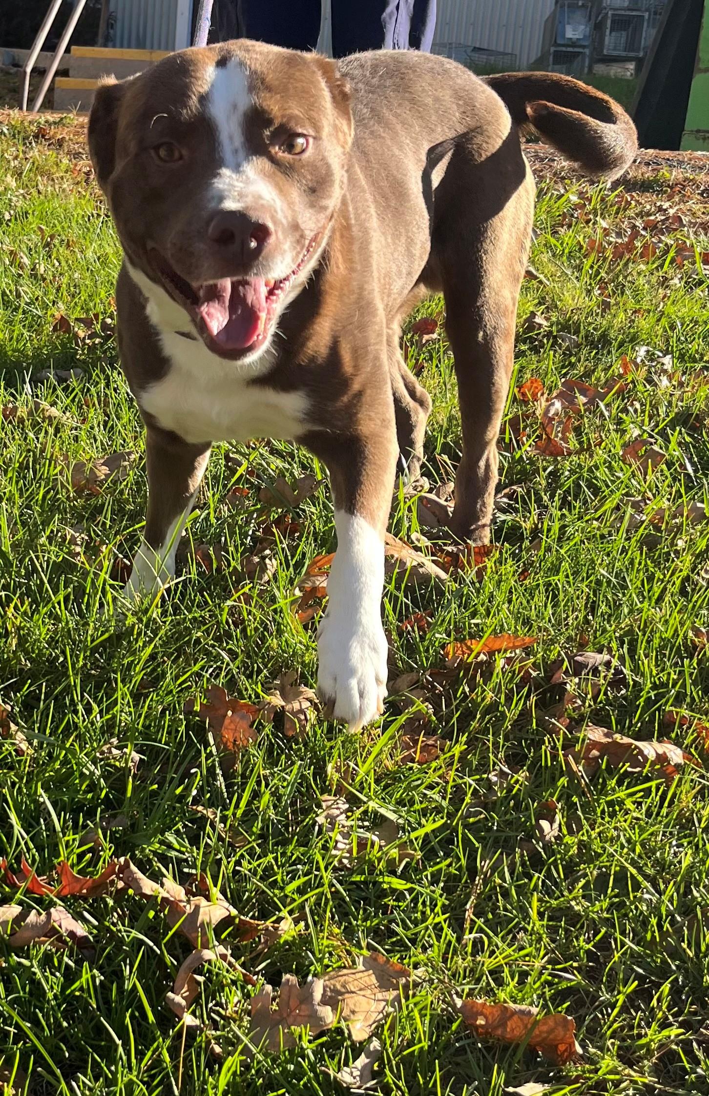 Enlarge Olin, a Adoptable mixed breed in Oakland, MD image 5/5