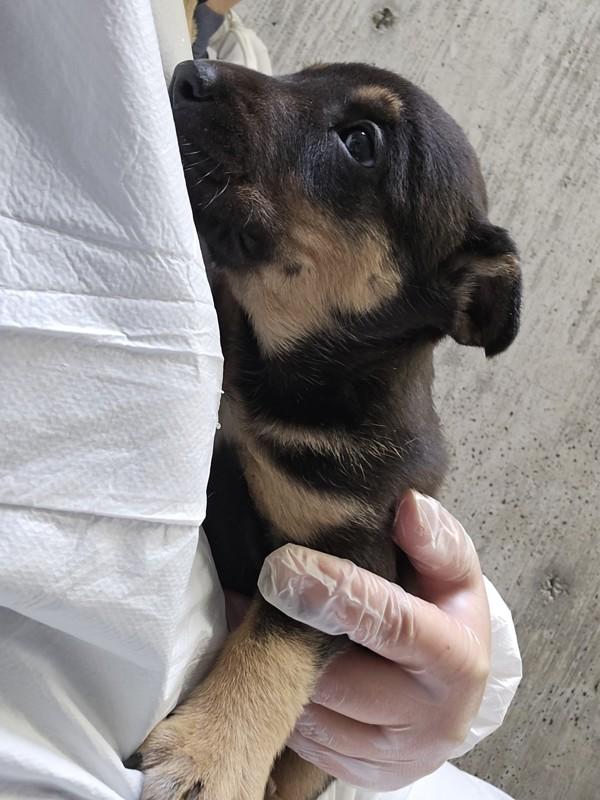 Cheddar, Adoptable, Puppy Female Australian Cattle Dog / Blue Heeler.