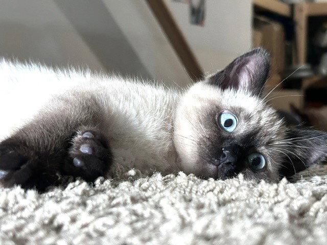 Mollie, Adopted, Kitten Female Siamese & Domestic Short Hair.