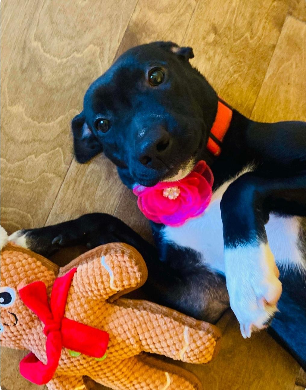 Enlarge Ali, a Adoptable mixed breed in Cambridge , OH image 6/6