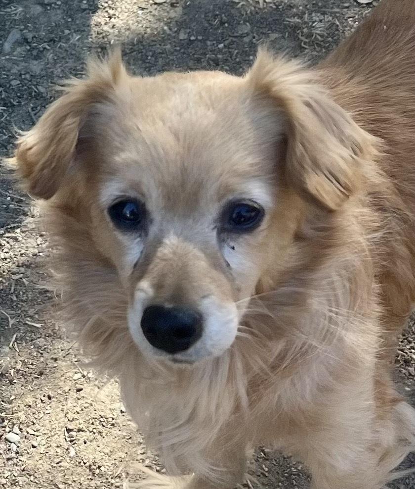 Pumpkin, a Adoptable mixed breed in Jamestown, CA image 1/3