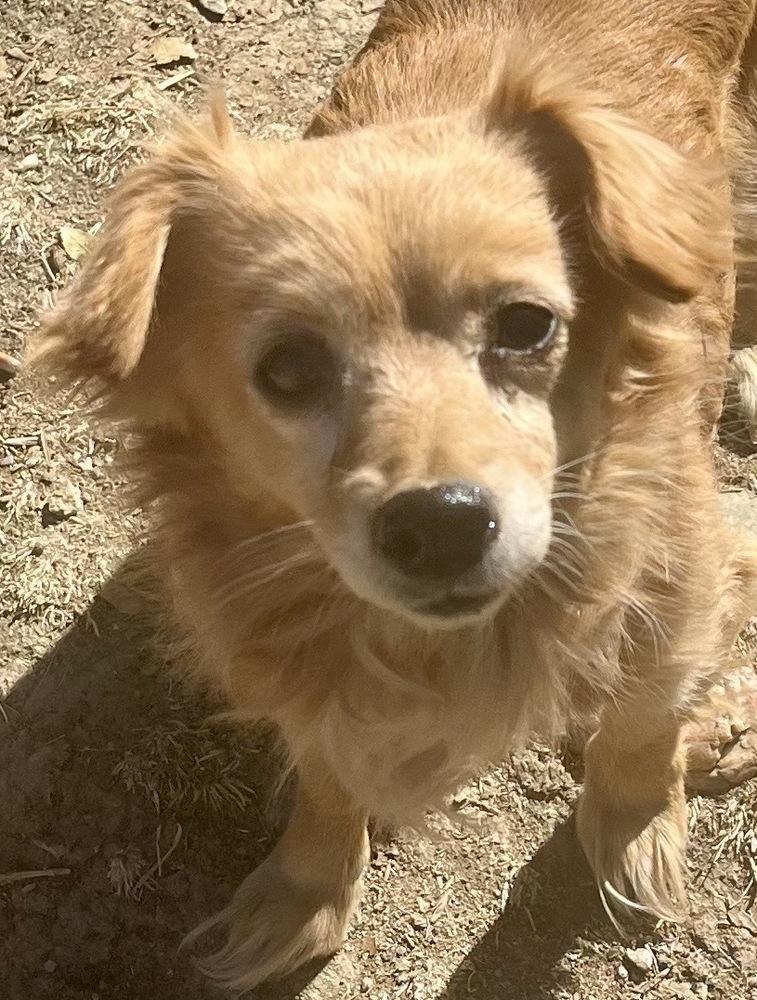 Pumpkin, a Adoptable mixed breed in Jamestown, CA image 3/3