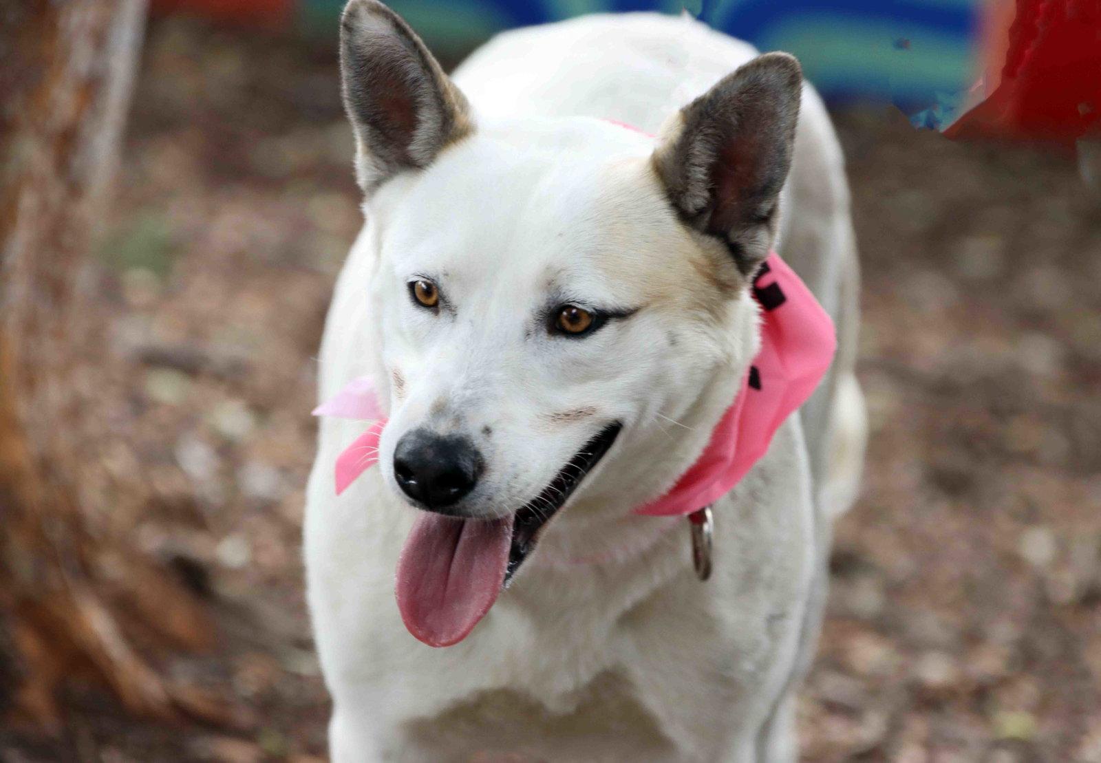 Paloma, Adoptable, Adult Female Siberian Husky.