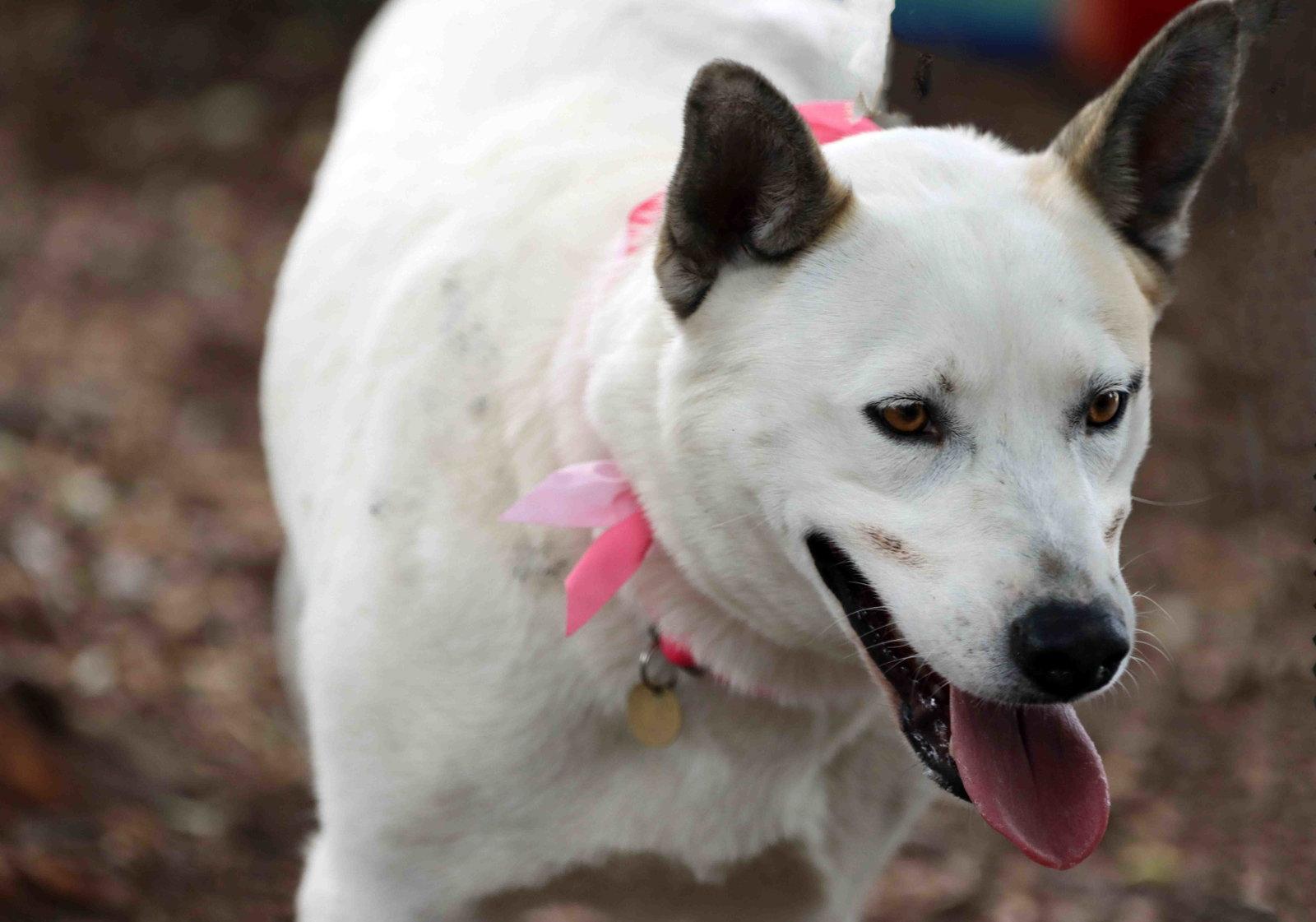 Paloma, a Adoptable Siberian Husky in Walnut Creek, CA image 2/3
