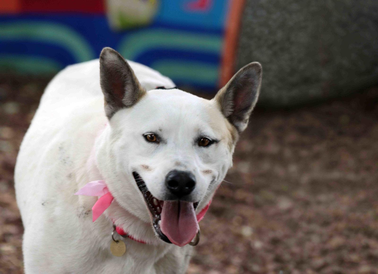 Paloma, a Adoptable Siberian Husky in Walnut Creek, CA image 3/3