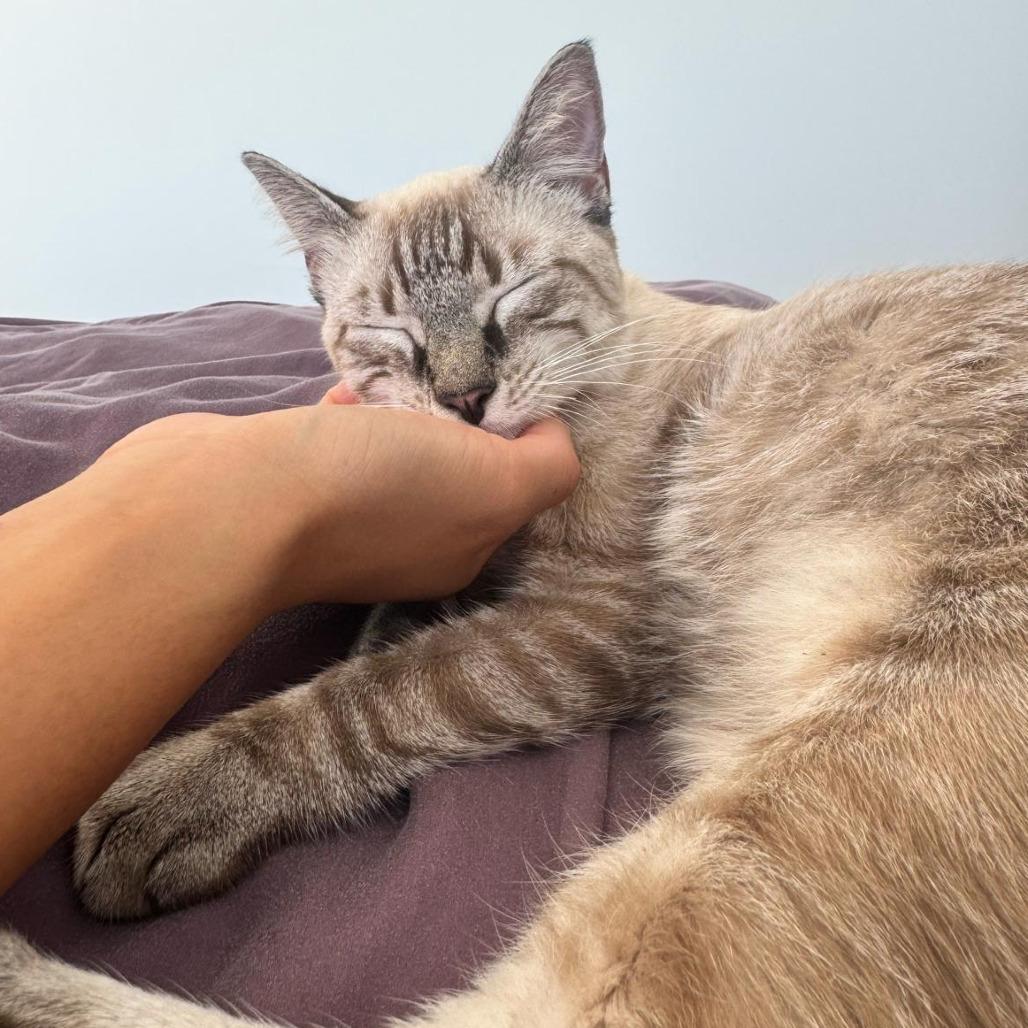 Enlarge Nikita, a Adoptable Domestic Short Hair in Lions Bay, BC image 1/1