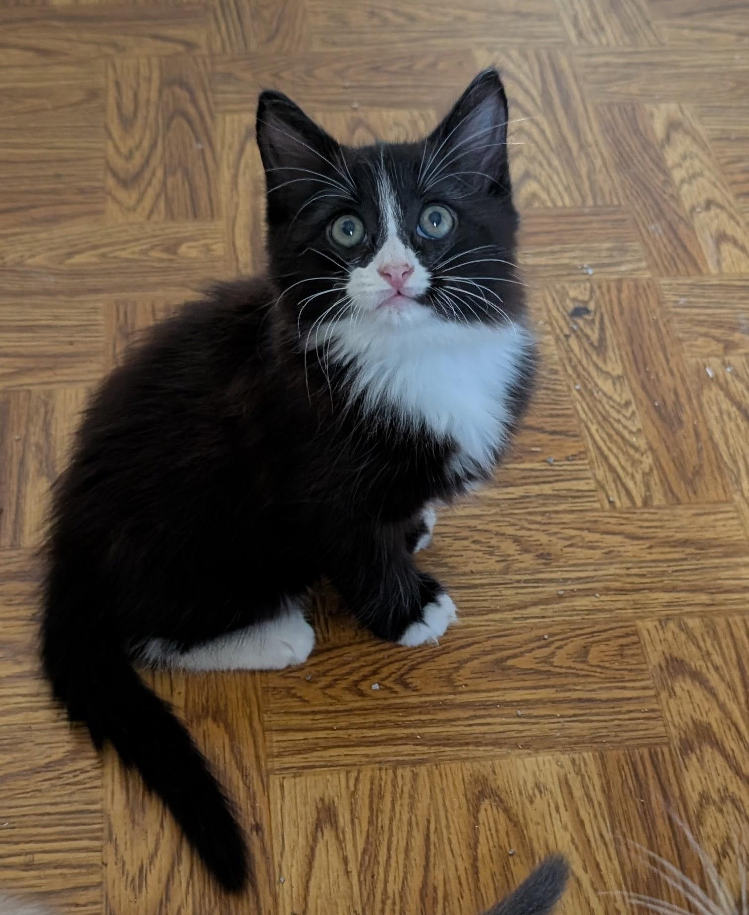 GATSBY, ADOPTABLE, Kitten Male Tuxedo.