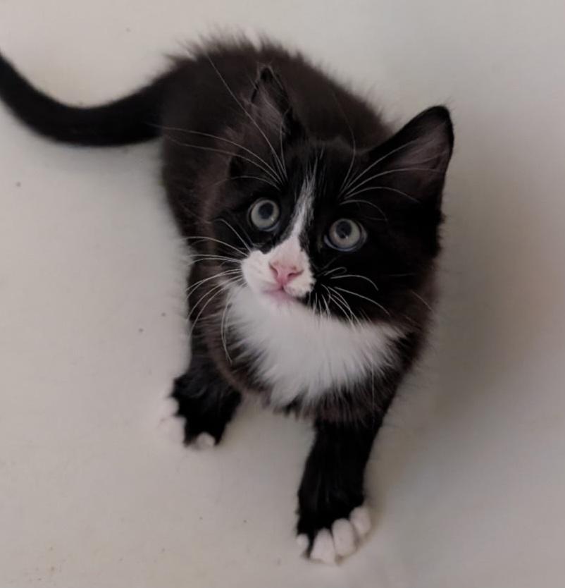 GATSBY, a ADOPTABLE Tuxedo in Elgin, SC image 3/3