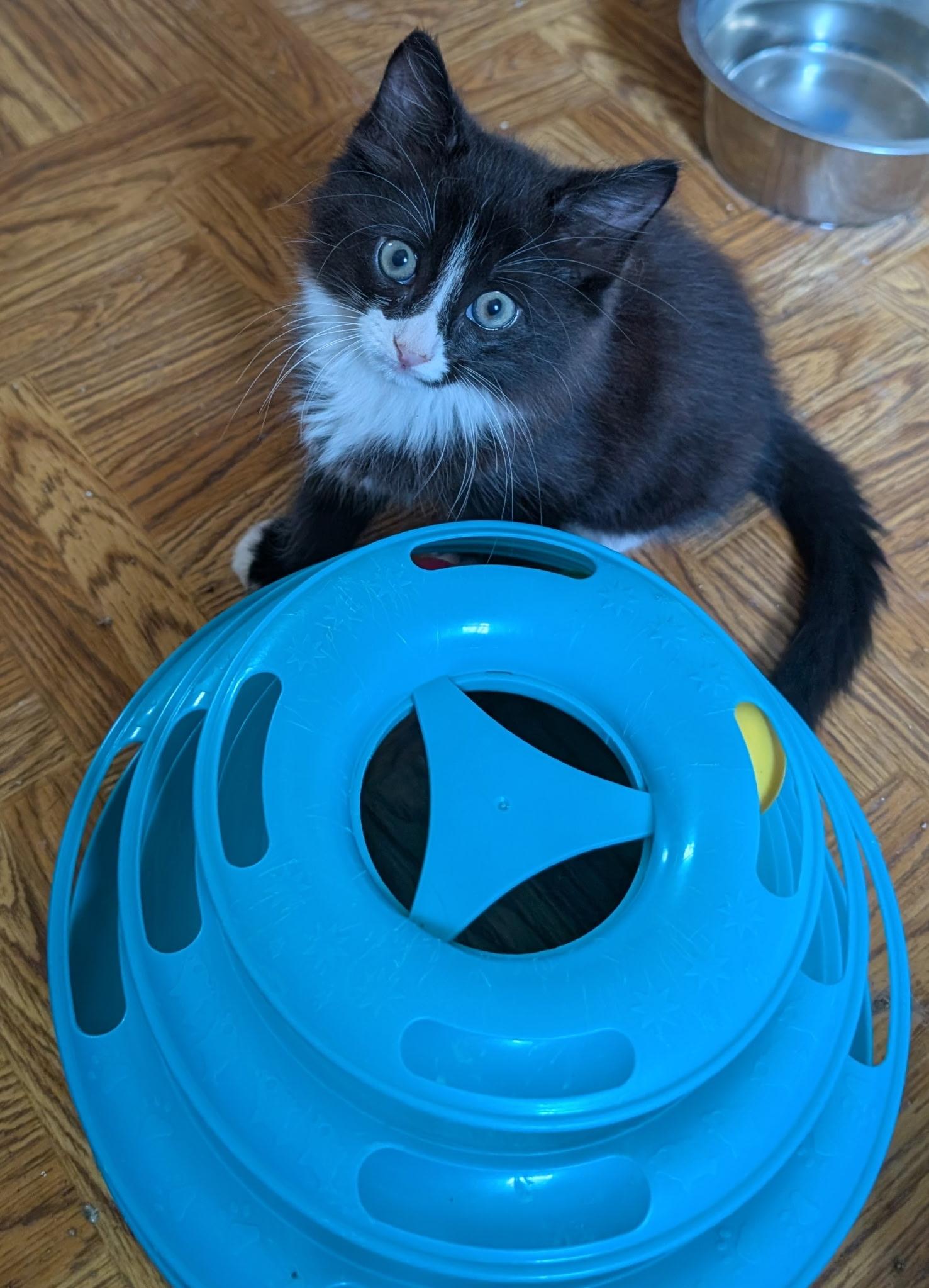 GATSBY, a ADOPTABLE Tuxedo in Elgin, SC image 2/3