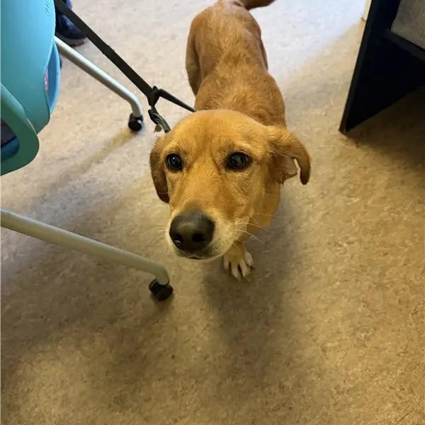 Enlarge Honey, a Adoptable Beagle in Saint Louis, MO image 1/1