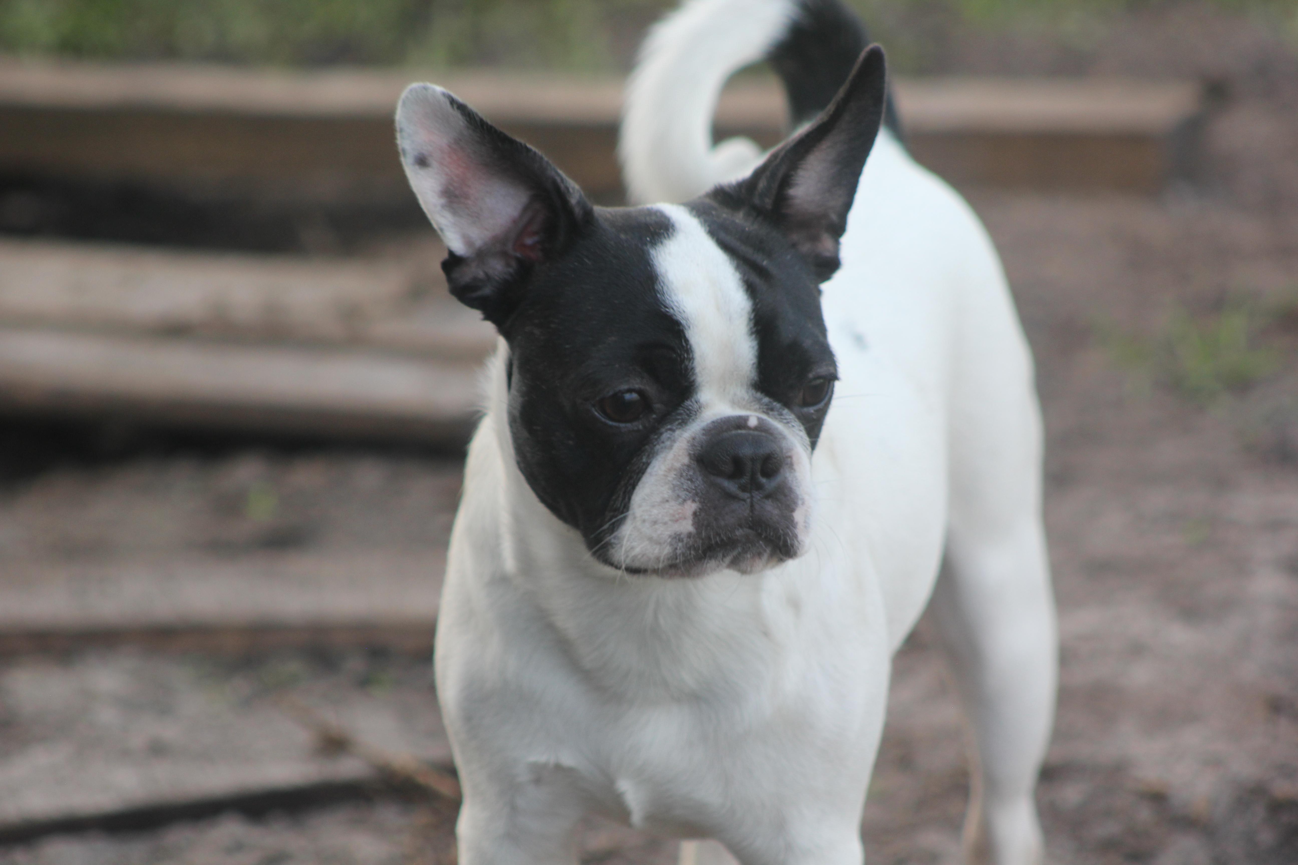Sully, Adoptable, Young Male French Bulldog & Boston Terrier.