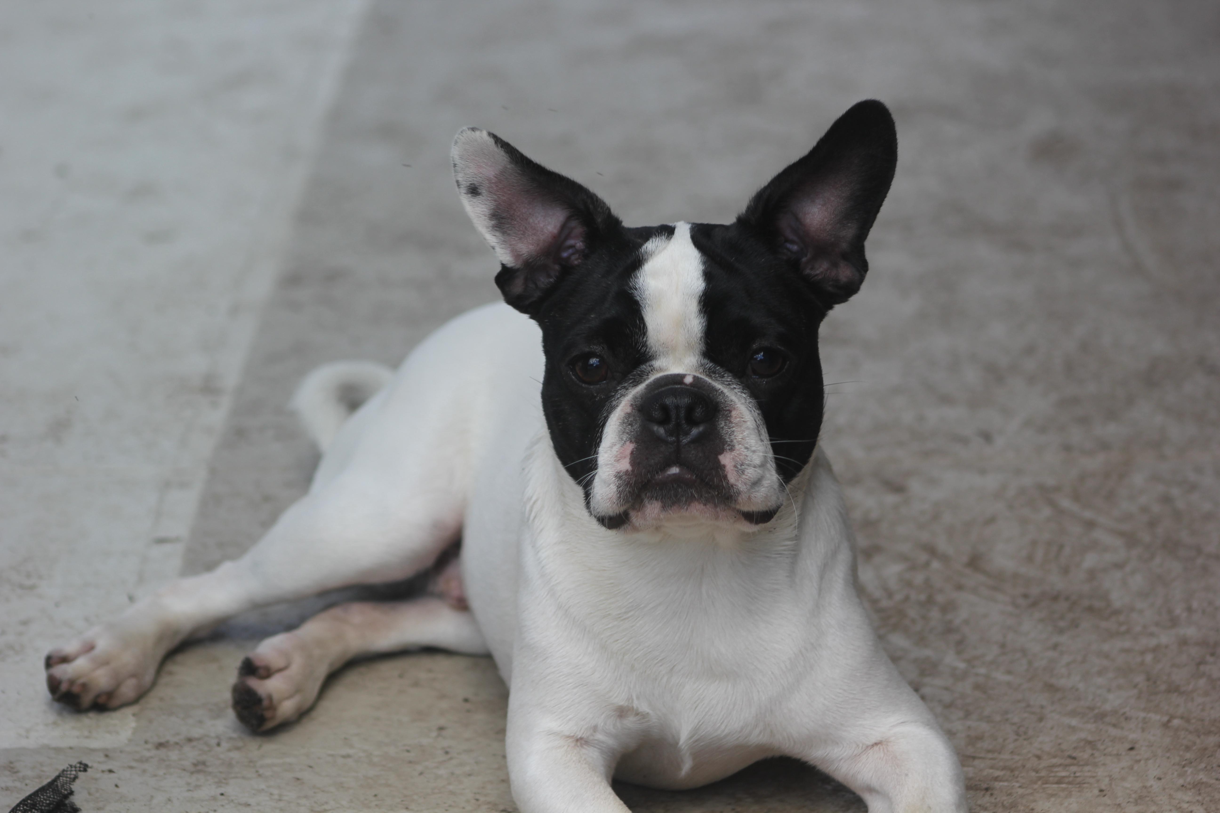 Enlarge Sully, a Adoptable mixed breed in Orlando, FL image 2/6