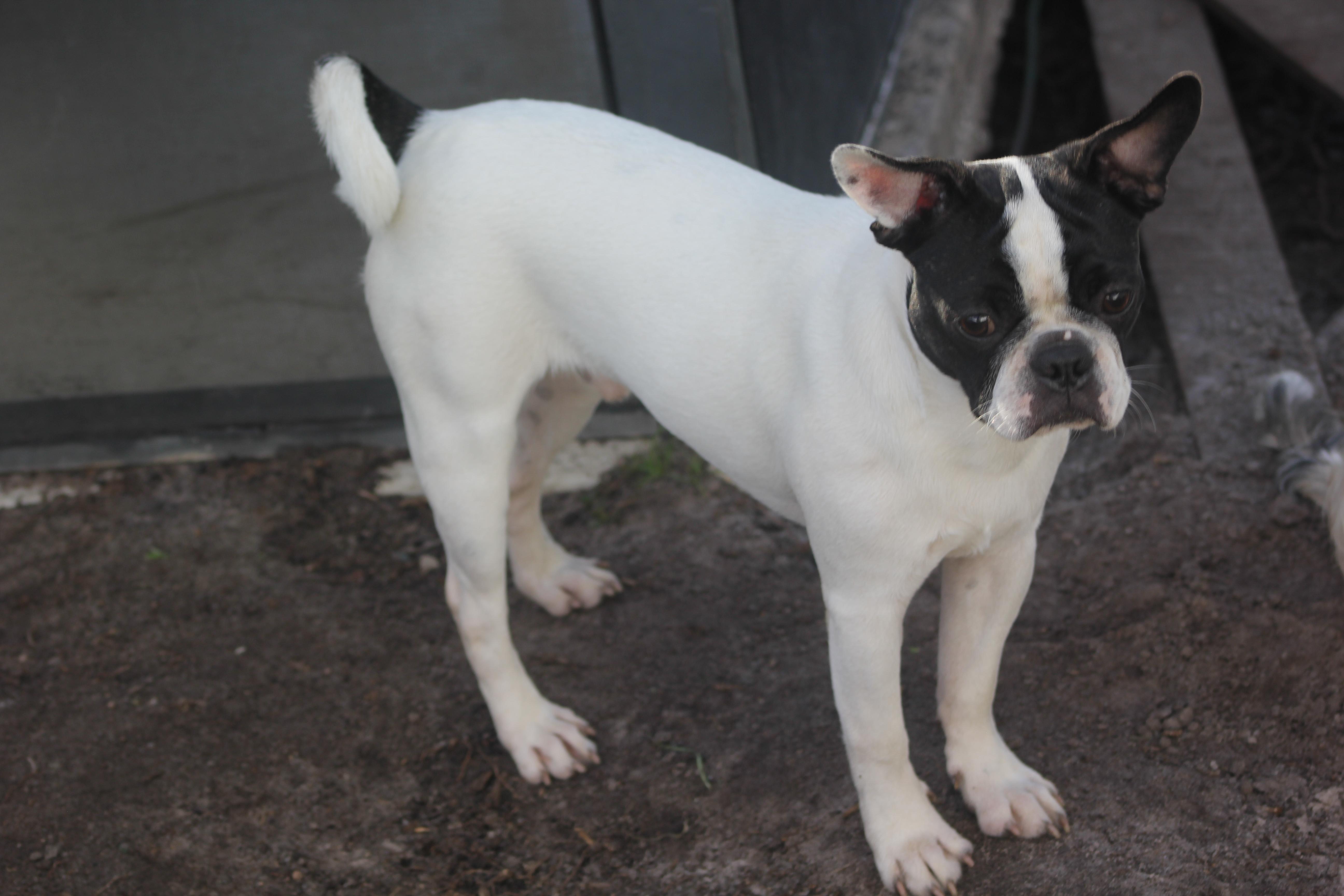 Enlarge Sully, a Adoptable mixed breed in Orlando, FL image 3/6