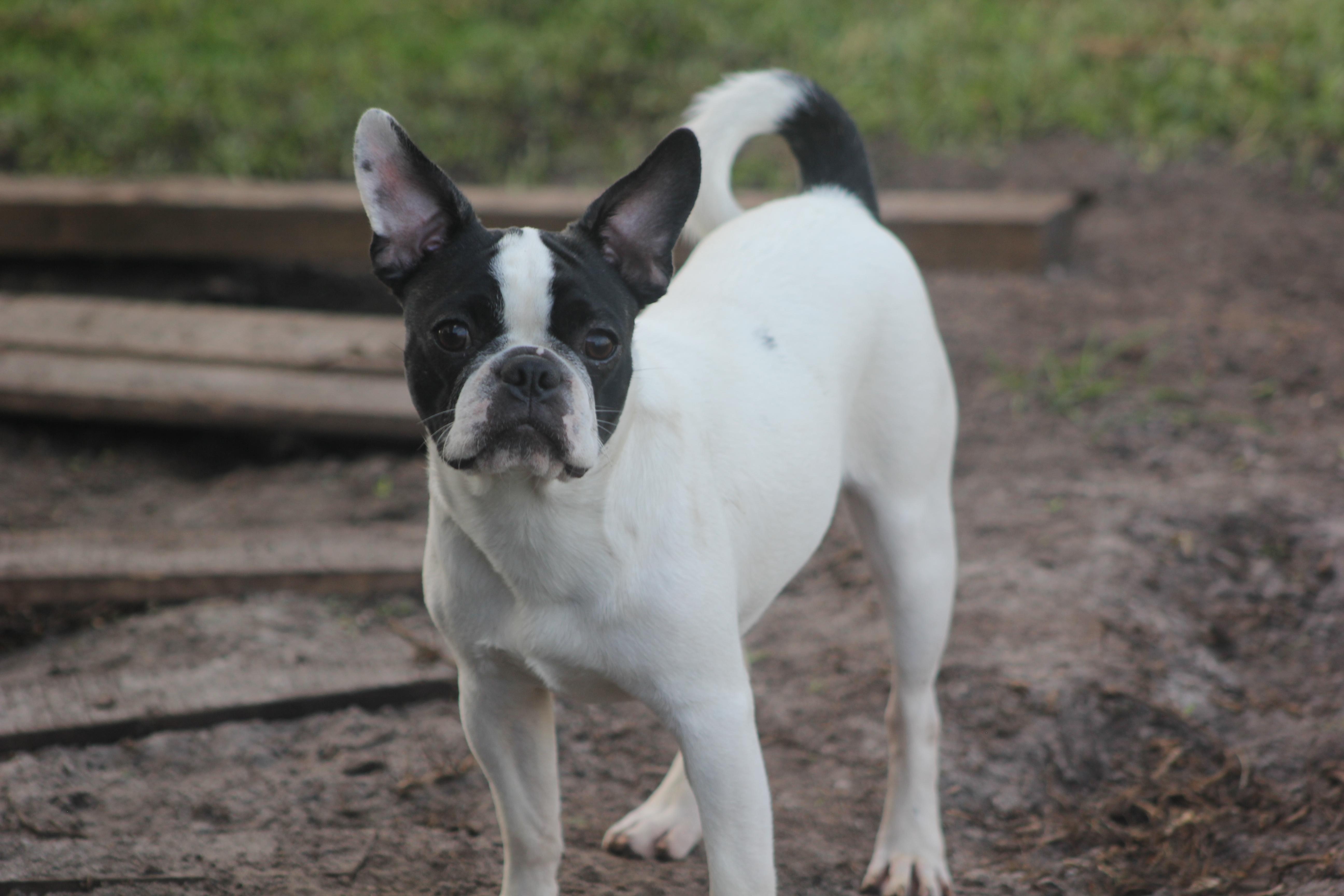 Enlarge Sully, a Adoptable mixed breed in Orlando, FL image 4/6