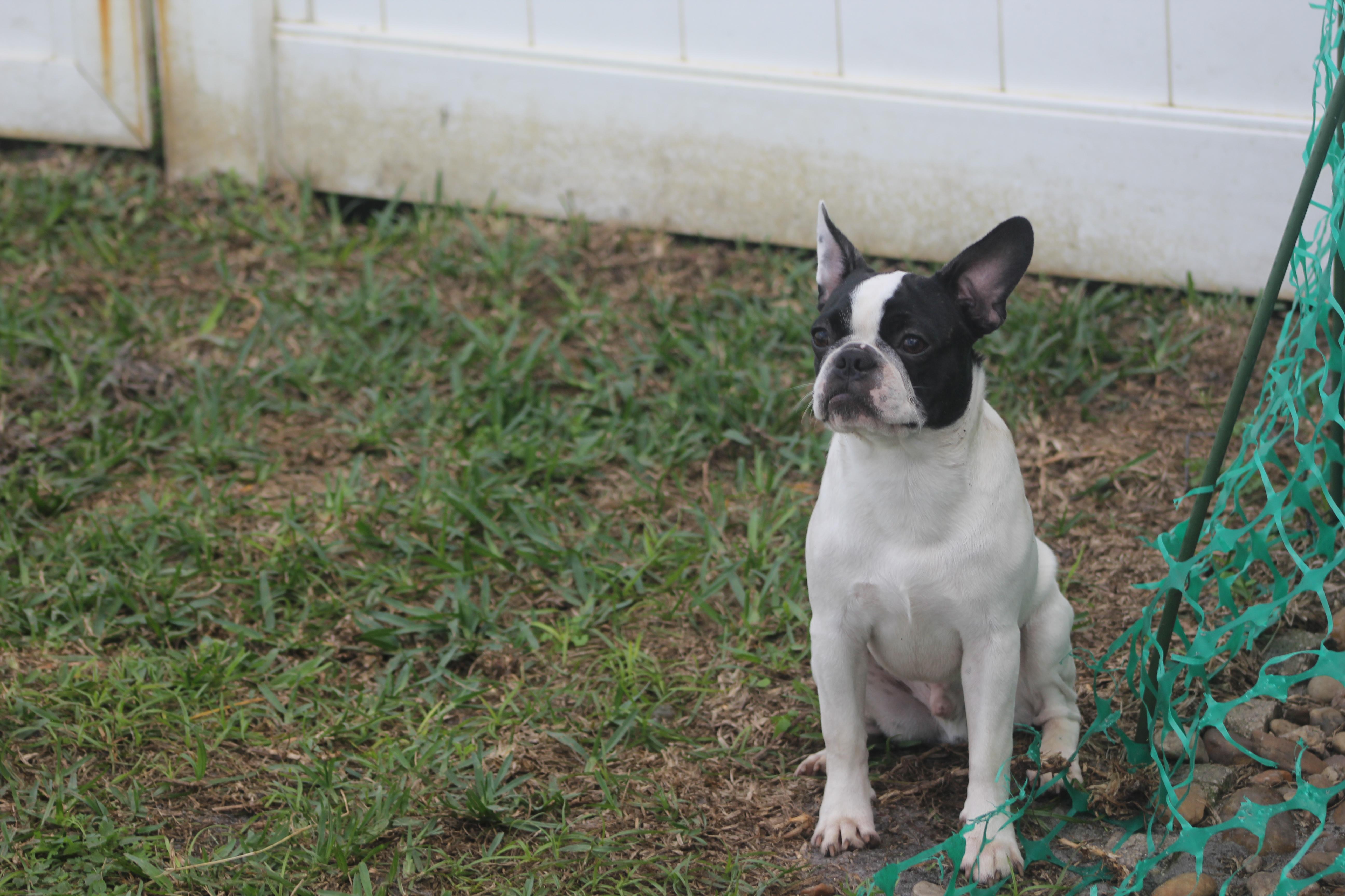 Enlarge Sully, a Adoptable mixed breed in Orlando, FL image 5/6