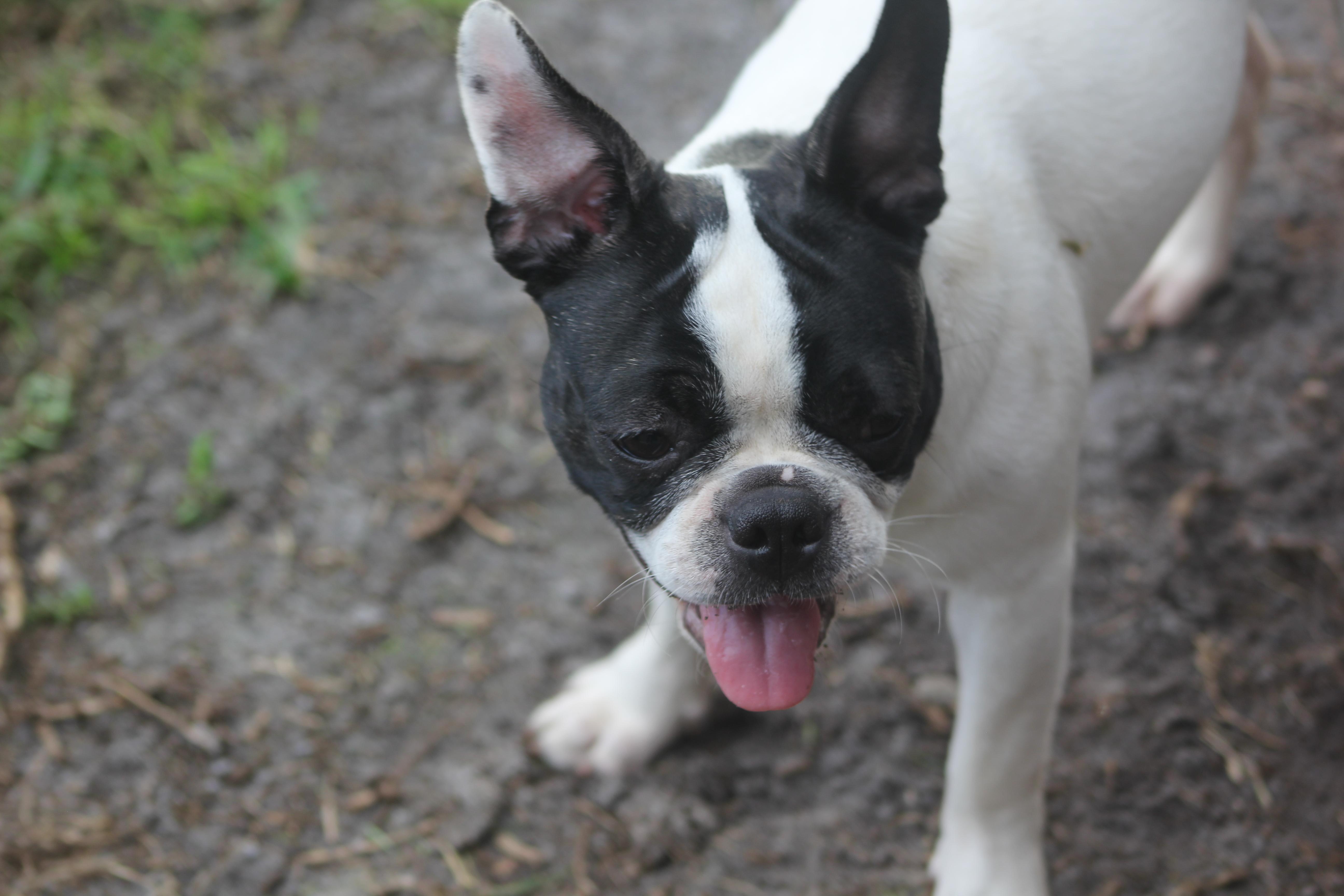 Enlarge Sully, a Adoptable mixed breed in Orlando, FL image 6/6