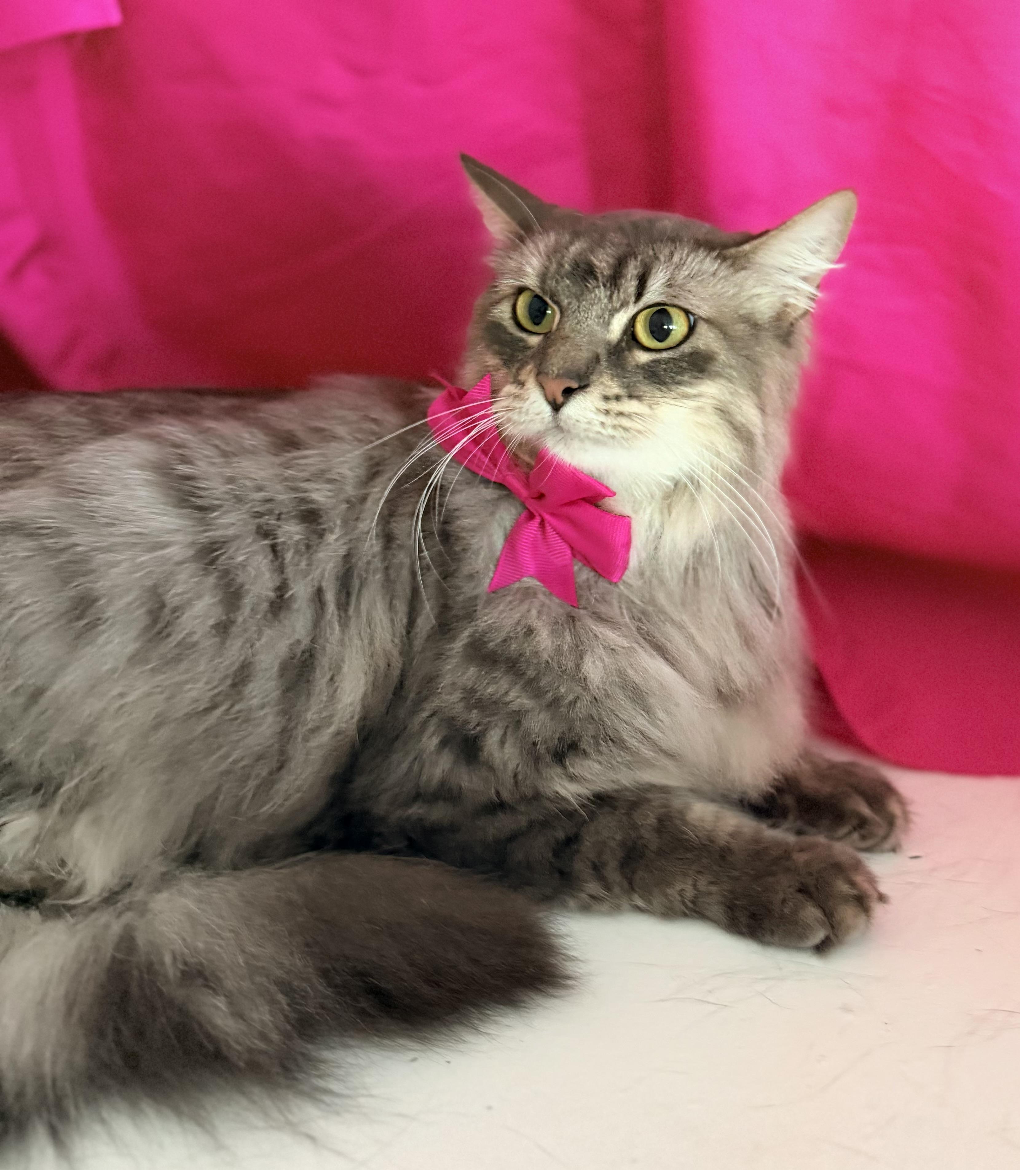 Enlarge ALICE, a ADOPTABLE mixed breed in Rowland Heights, CA image 2/3